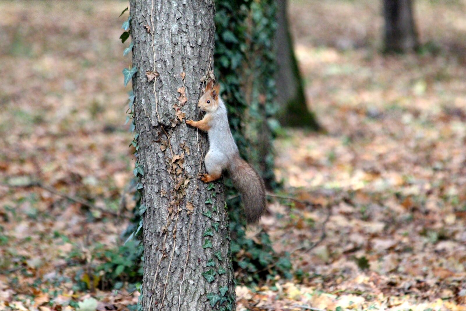 Canon EOS 650D (EOS Rebel T4i / EOS Kiss X6i) sample photo. Squirrel, trunk, nature photography