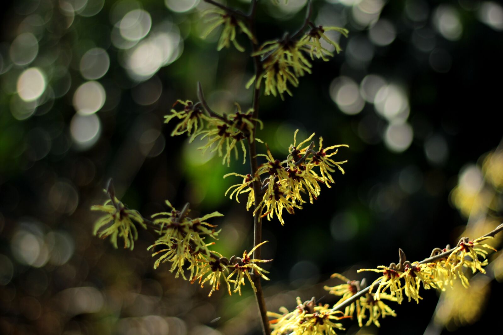 Canon EOS 600D (Rebel EOS T3i / EOS Kiss X5) + Canon EF 50mm F1.8 STM sample photo. Hamamelis, witch hazel, yellow photography