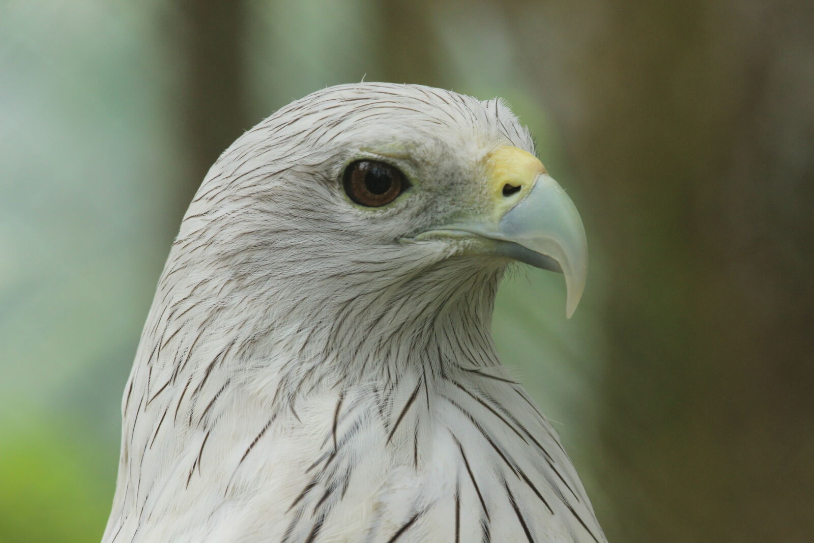 Canon EOS 600D (Rebel EOS T3i / EOS Kiss X5) sample photo. Animal, photography photography