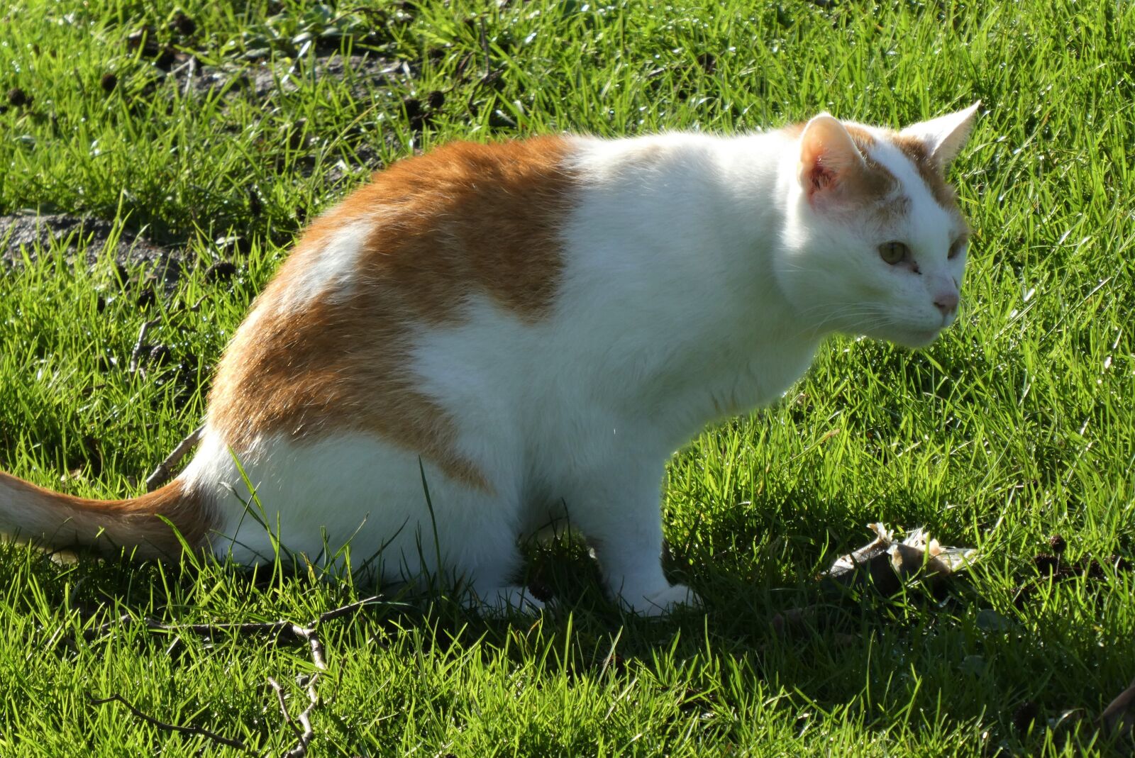 Panasonic Lumix DC-ZS70 (Lumix DC-TZ90) sample photo. Cats, coat, hunter photography