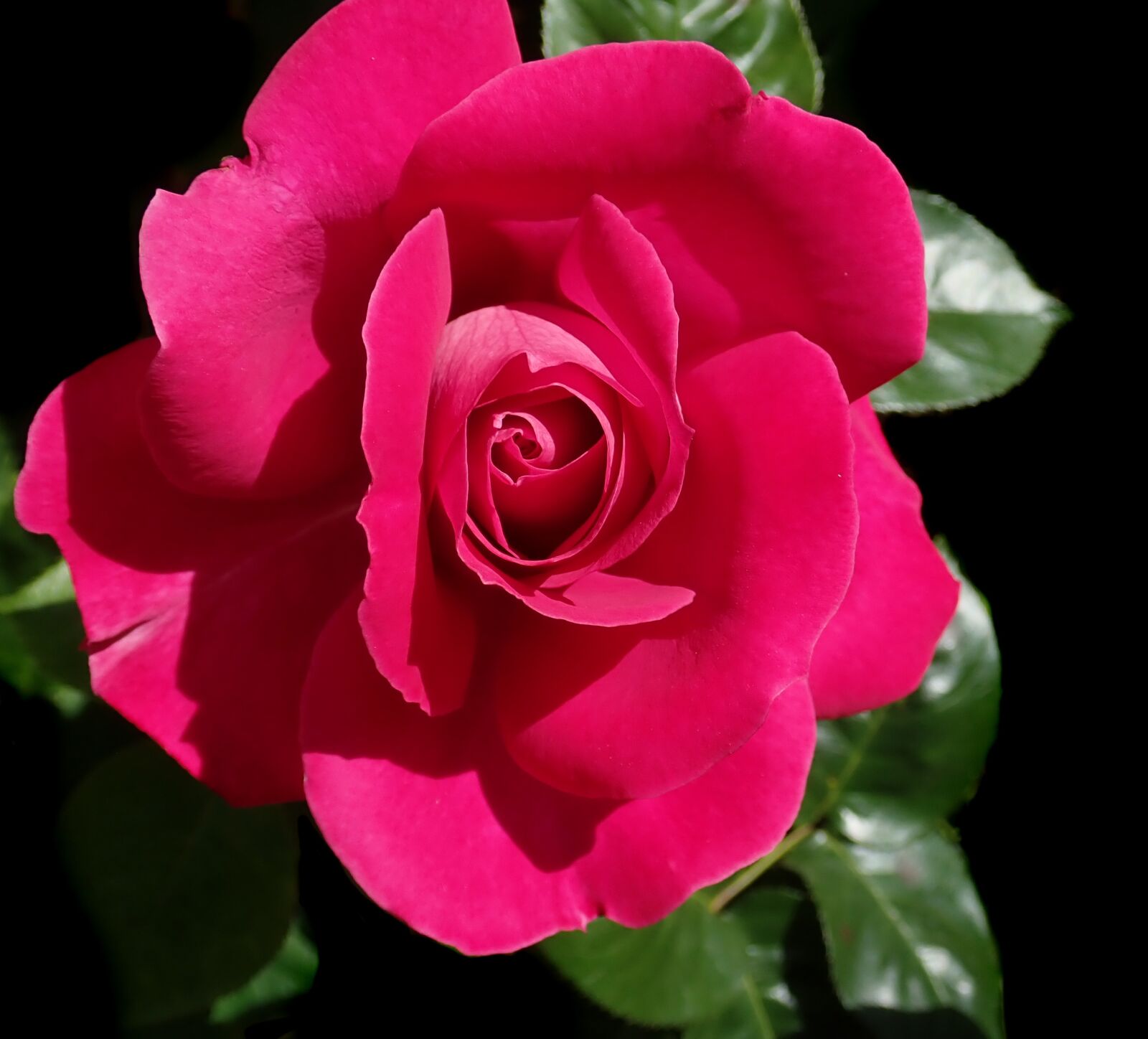 Olympus TG-5 sample photo. Rose, flower, fragrant photography