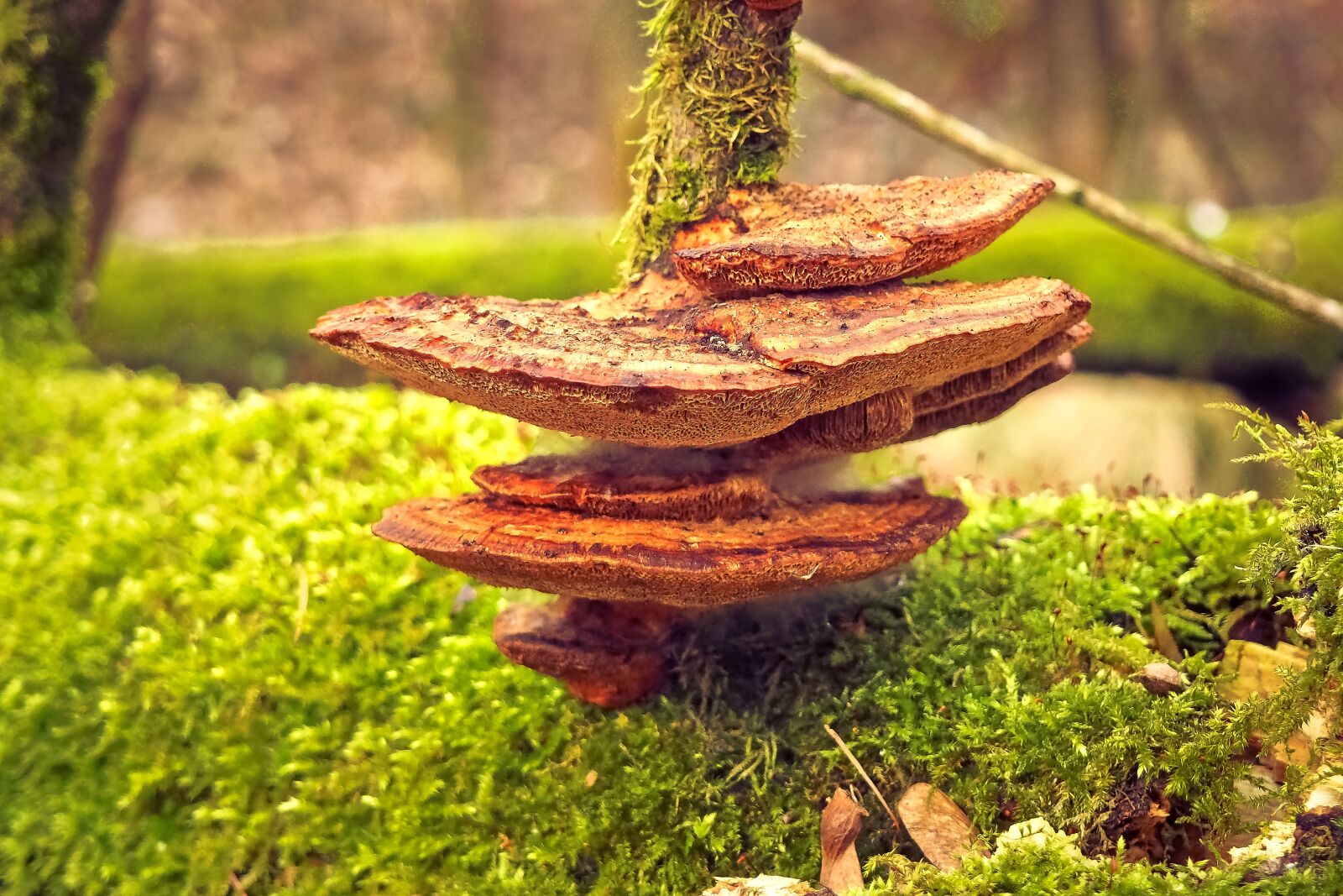 Olympus OM-D E-M10 sample photo. Mushroom, tree fungus, nature photography