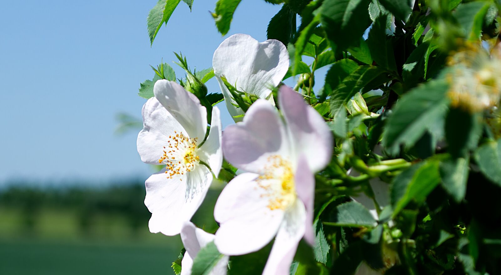Nikon D3100 sample photo. Flower, blossom, bloom photography