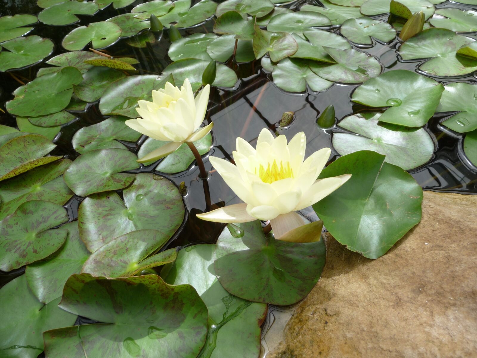 Panasonic Lumix DMC-TZ5 sample photo. Photographic background, water, lily photography