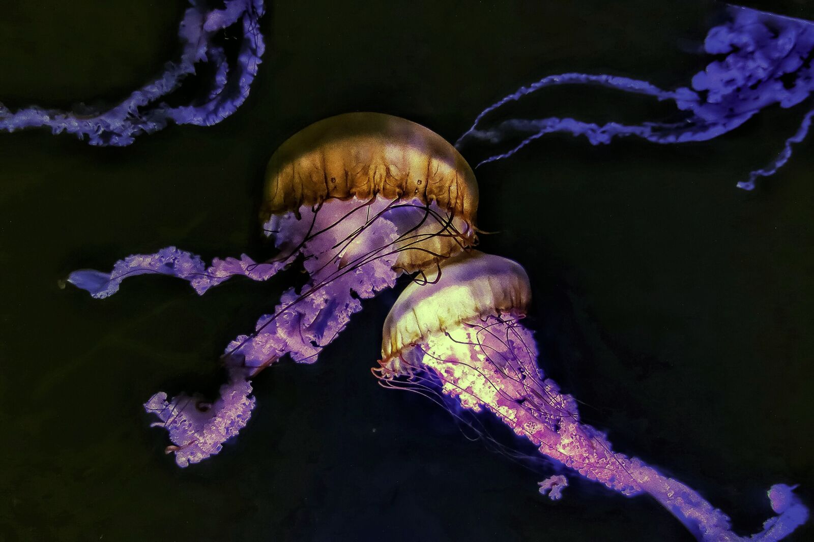 Sony Cyber-shot DSC-RX100 sample photo. Jellyfish, sea, creature photography