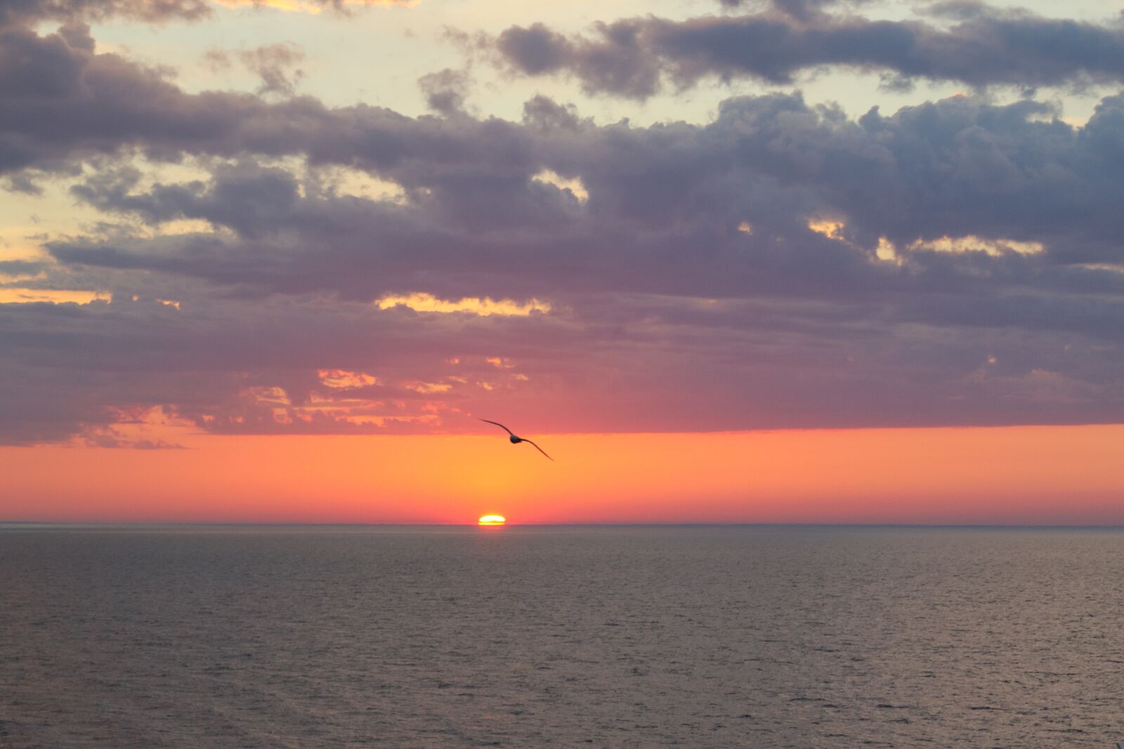 Nikon D3100 sample photo. Seagull, sunset, lake photography