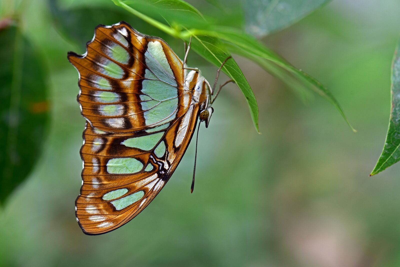 Nikon D750 sample photo. Malachite butterfly, butterflies, edelfalter photography