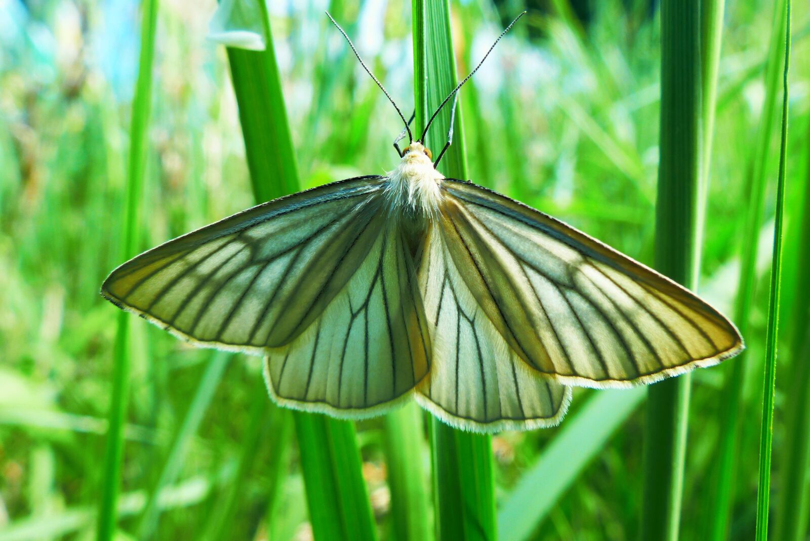 Panasonic Lumix DMC-FZ200 sample photo. Diblik liniaczek, animals, invertebrates photography