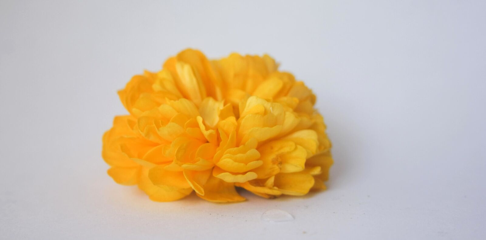 Canon EOS 1000D (EOS Digital Rebel XS / EOS Kiss F) sample photo. Yellow, flower, white background photography