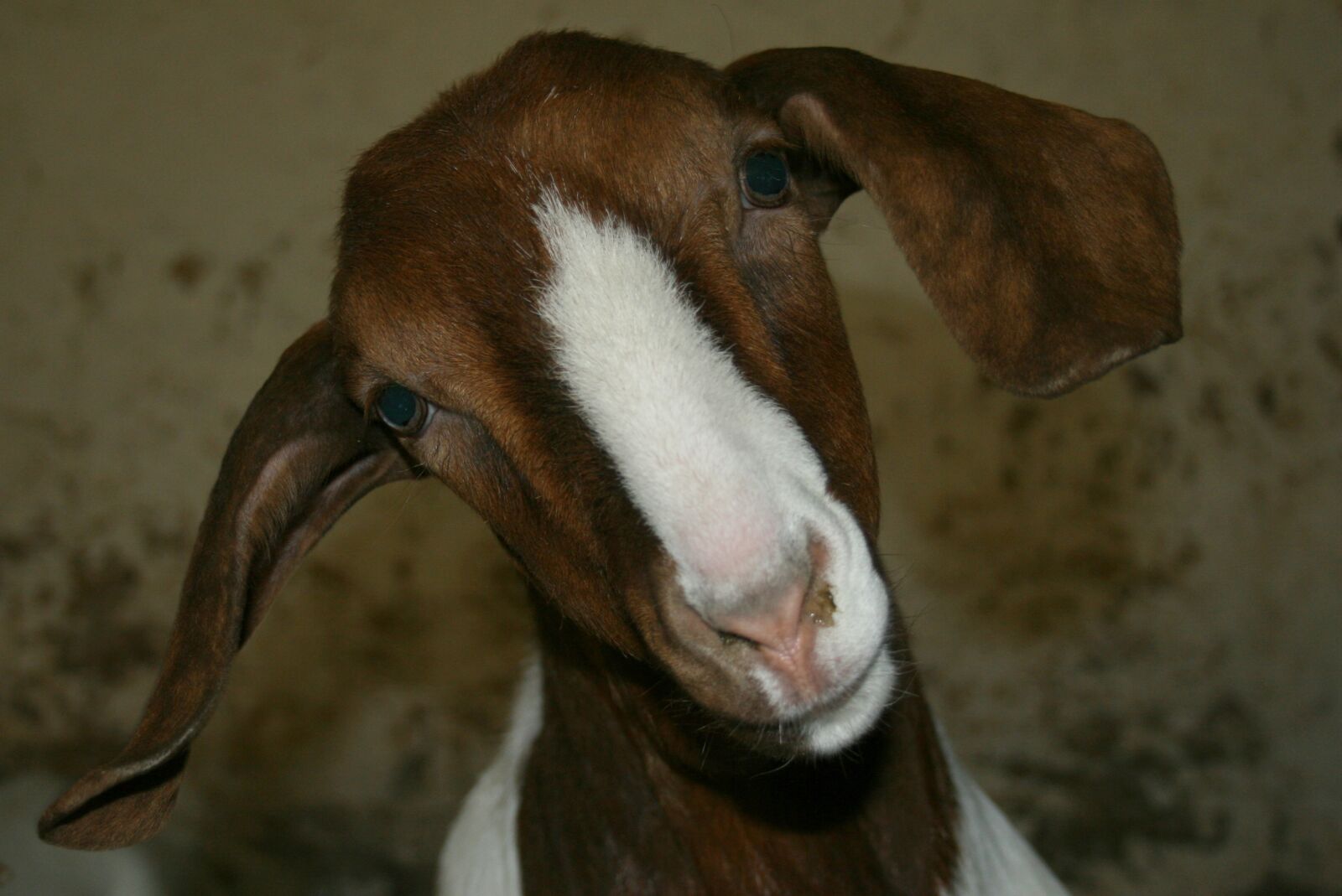 Canon EOS 400D (EOS Digital Rebel XTi / EOS Kiss Digital X) sample photo. Boer goat, goat, public photography