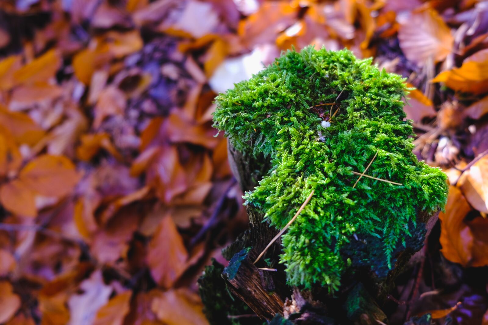 Fujifilm X-T2 sample photo. Moss, green, nature photography