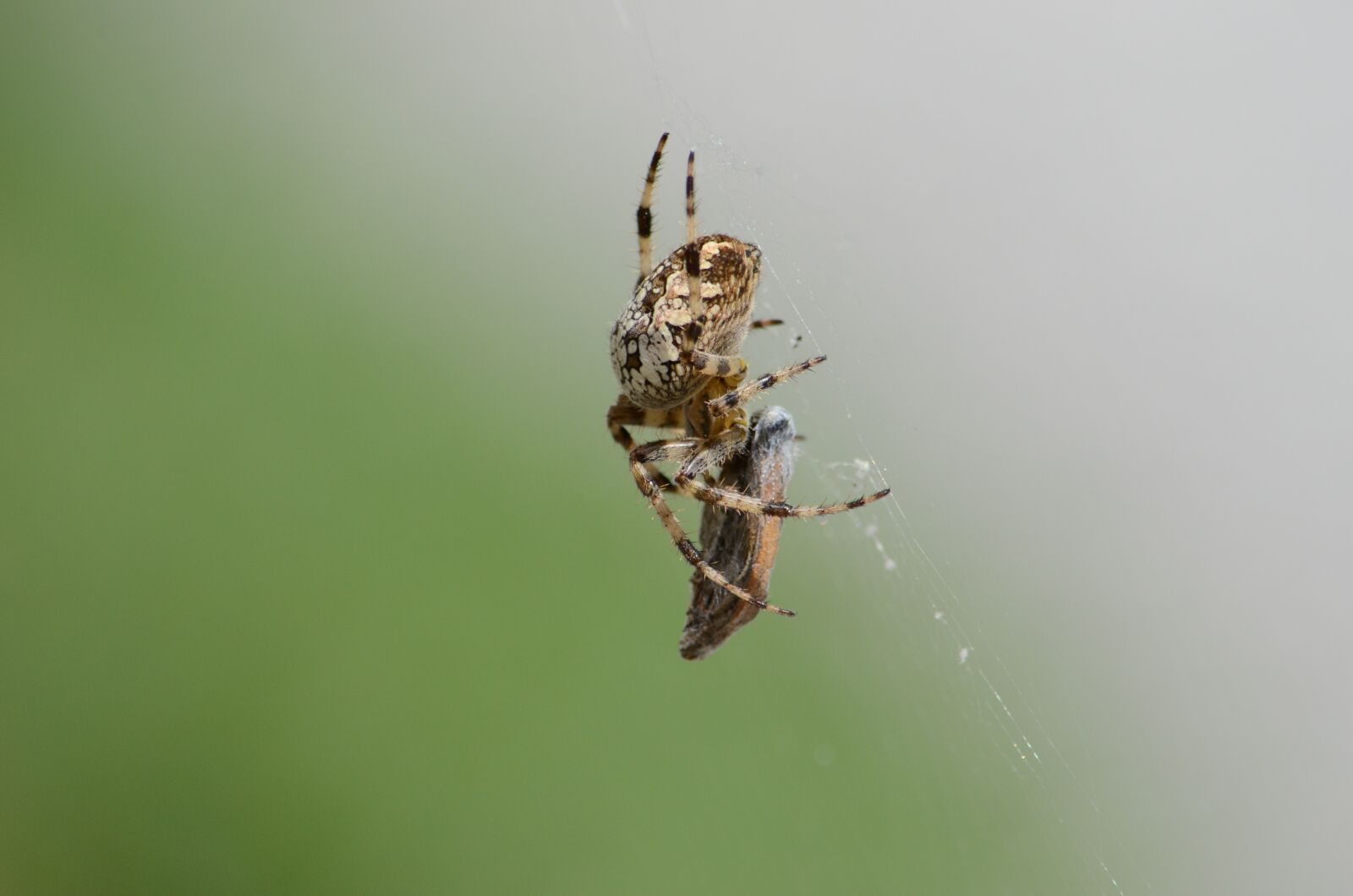 Nikon D7000 sample photo. Aranaeus, spider, arachnid photography