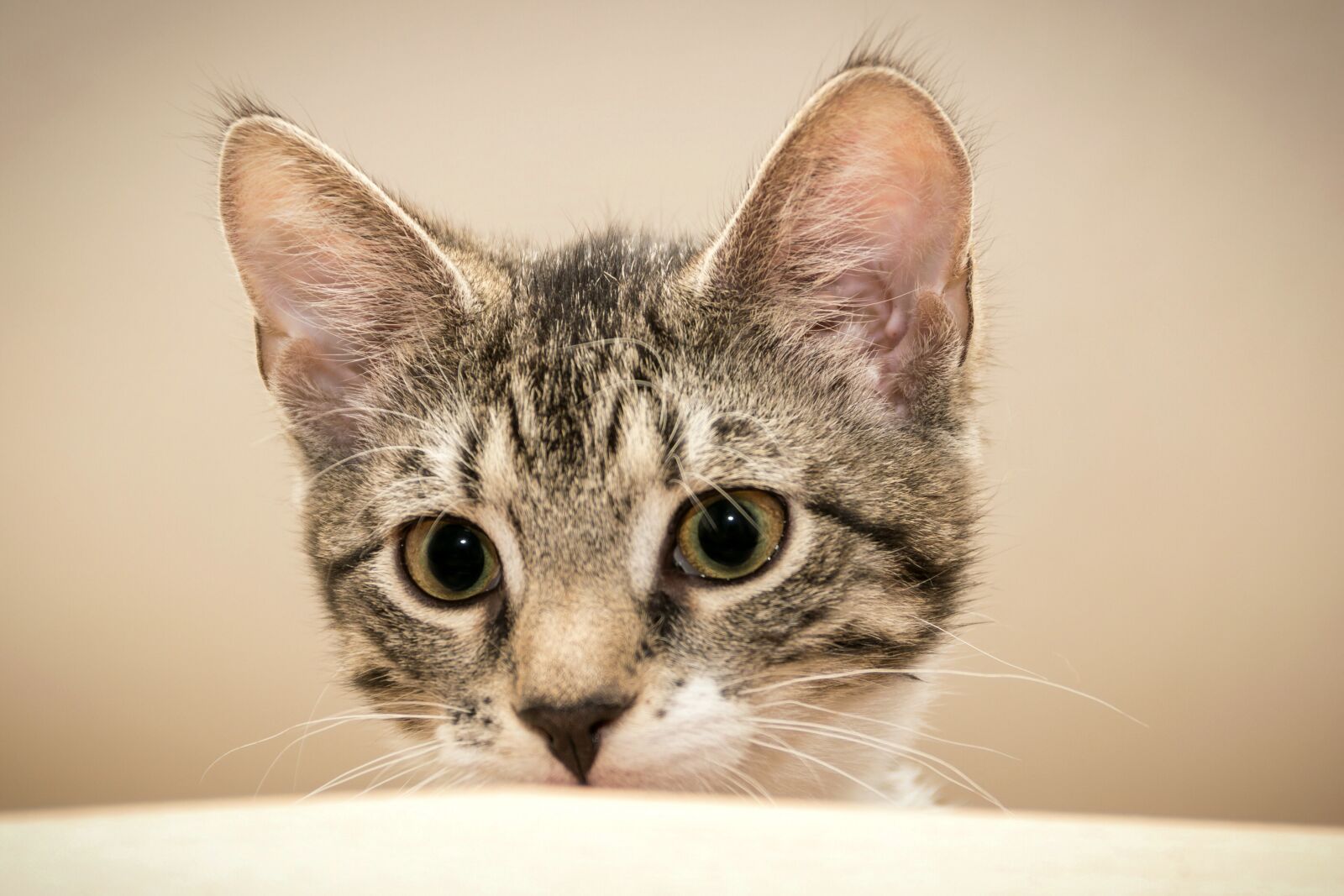 Canon EF-S 18-135mm F3.5-5.6 IS sample photo. Cat, mackerel, lying photography