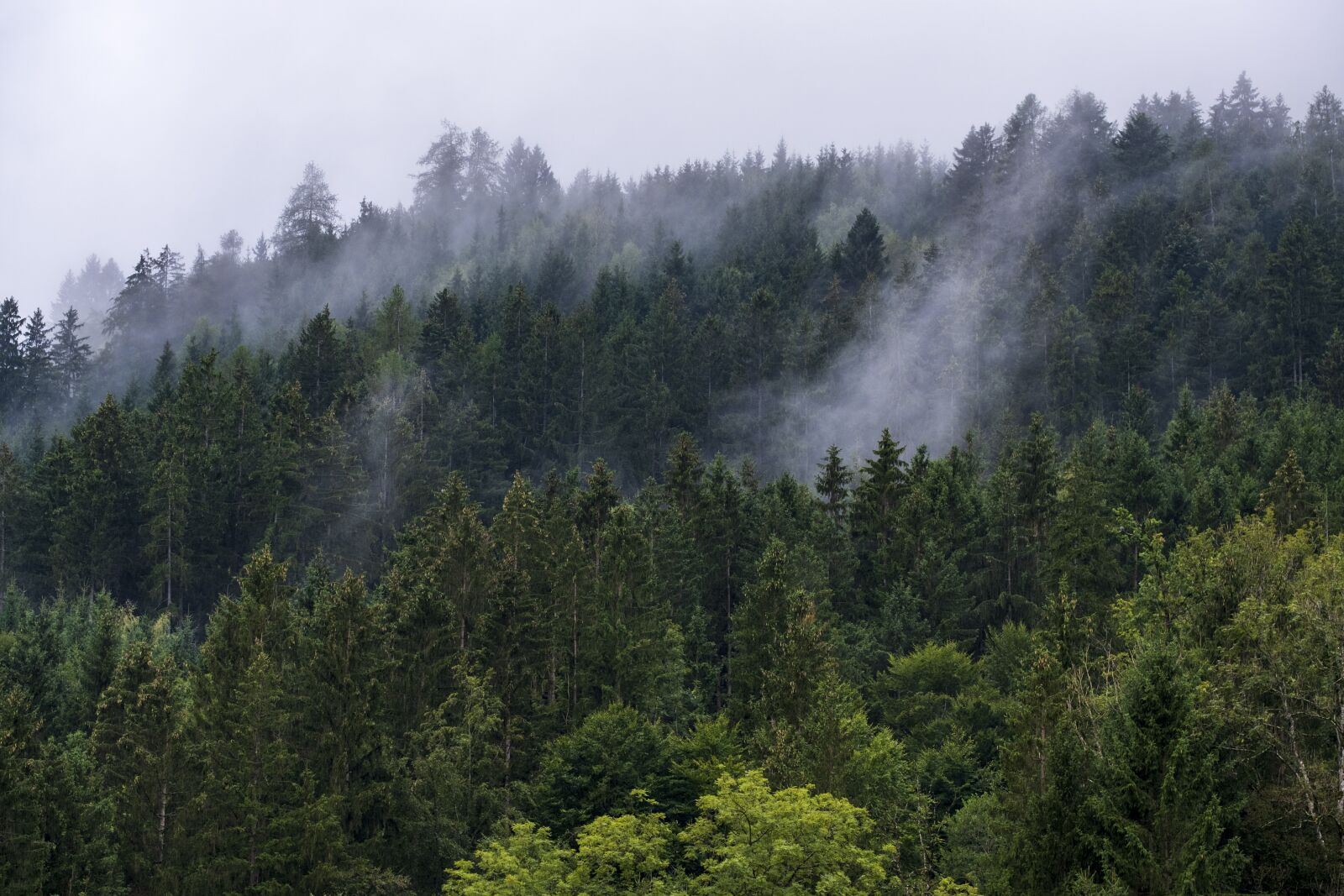 Fujifilm X-T2 sample photo. Forest, trees, fog photography