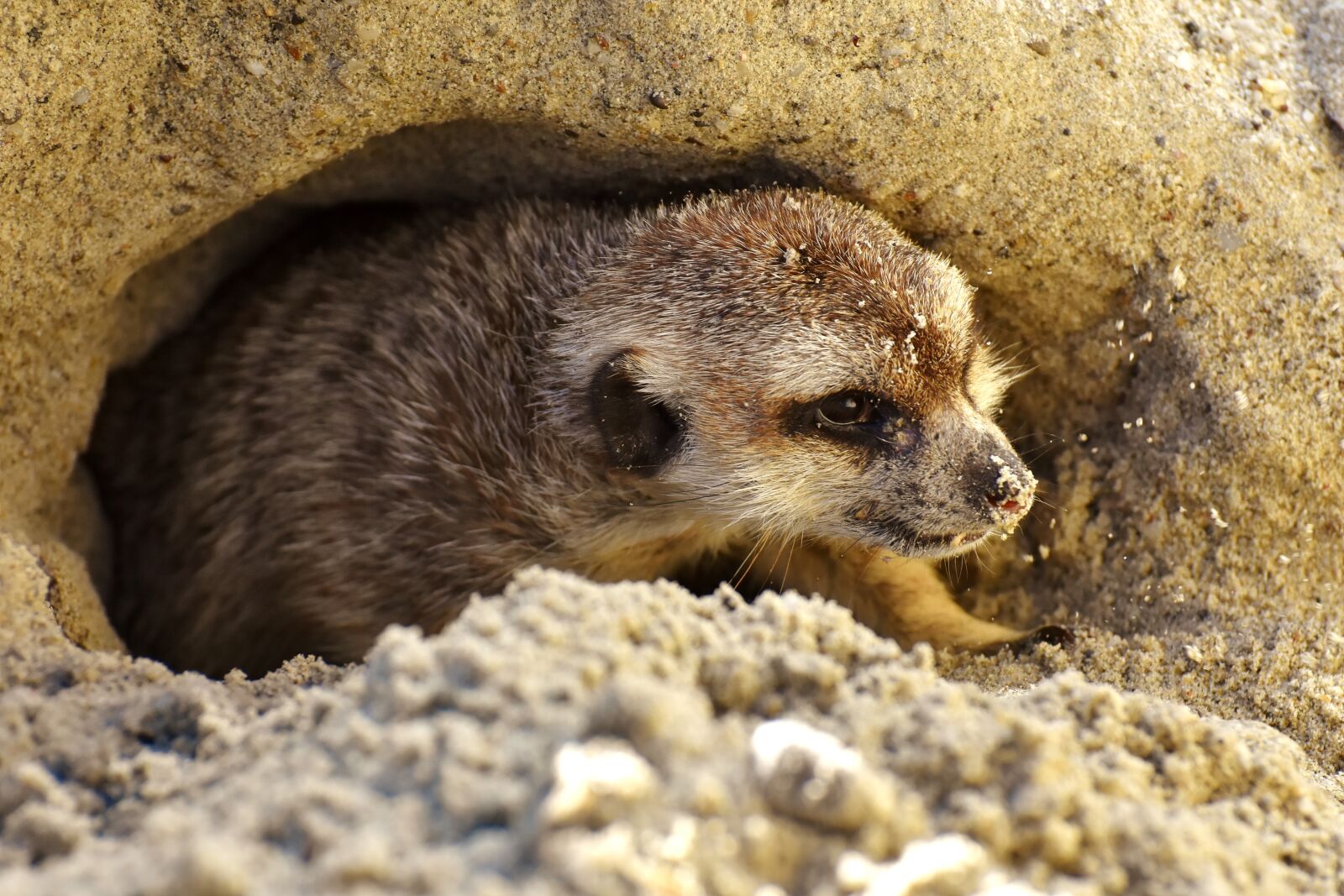 Nikon D7200 sample photo. Meerkat, cute, curious photography