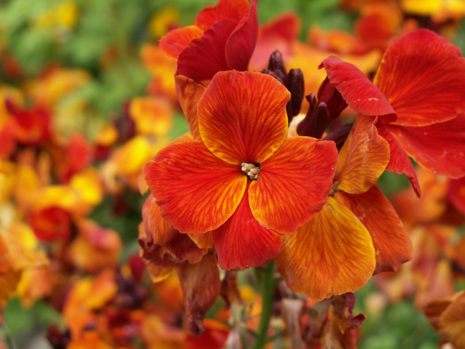 KONICA MINOLTA DiMAGE Z6 sample photo. Flower, nasturtiums, summer photography