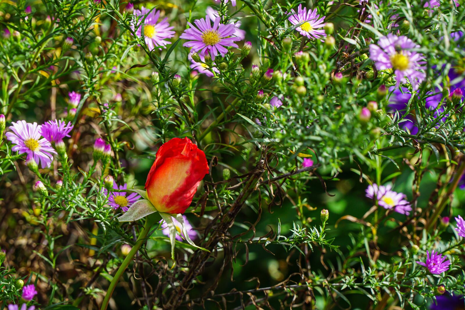 Sony E PZ 18-105mm F4 G OSS sample photo. Rose, flowers, blossom photography