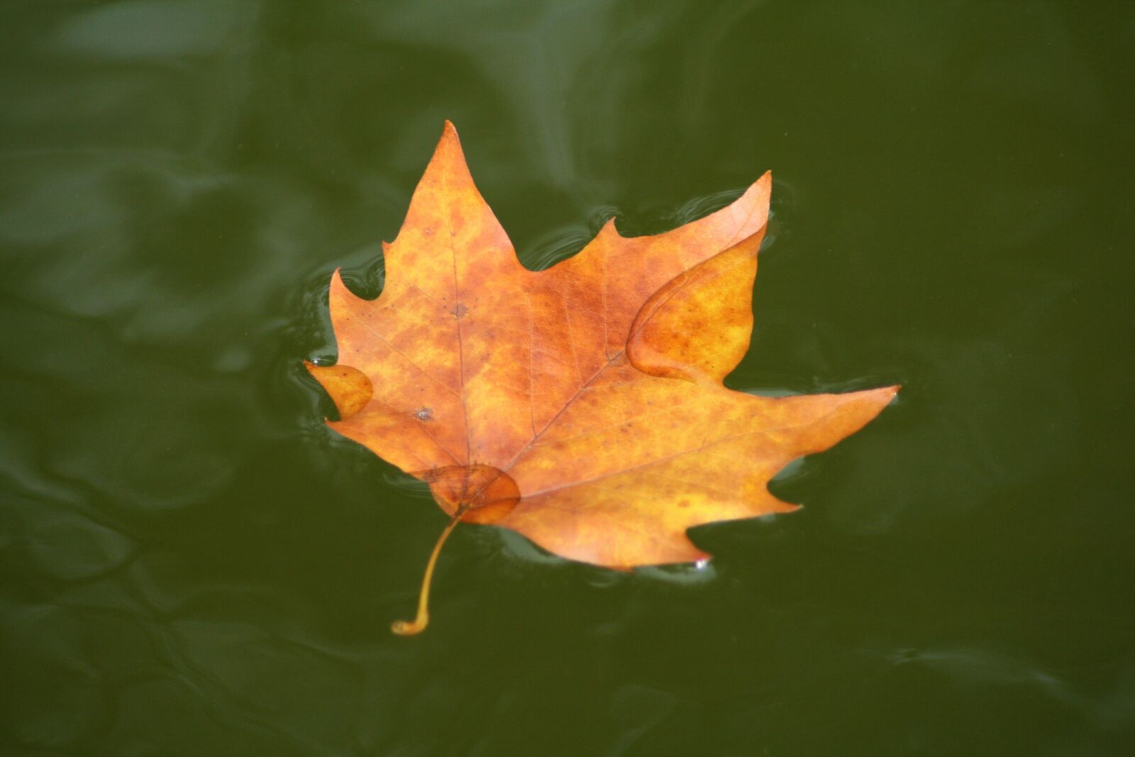 Canon EOS 400D (EOS Digital Rebel XTi / EOS Kiss Digital X) sample photo. Leaf, autumn, maple photography