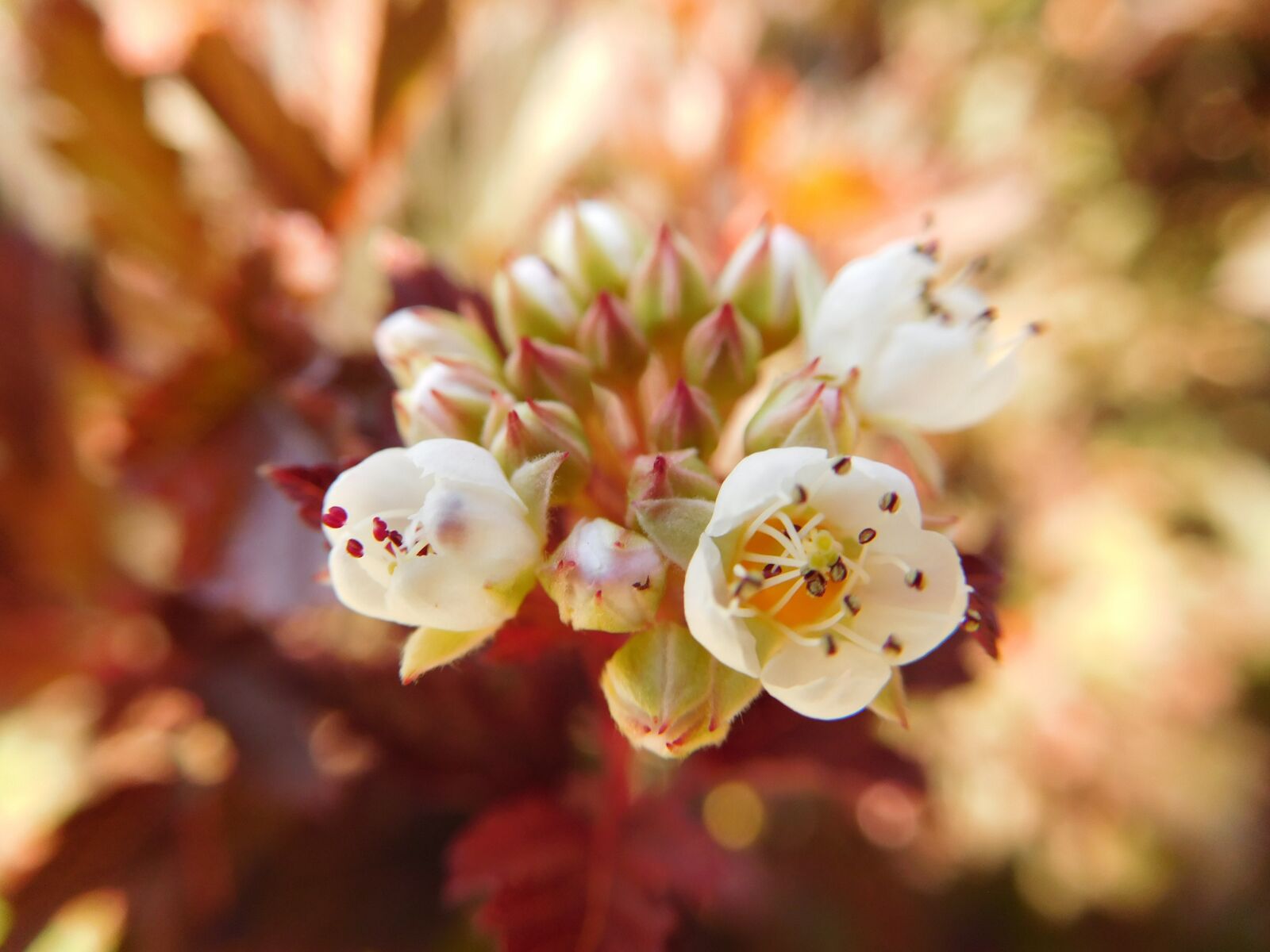 Nikon Coolpix S7000 sample photo. Flower, blossom, blooming photography