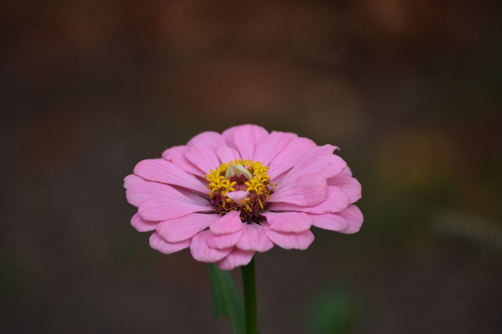 Nikon D3300 sample photo. Zinnia, flower, blossom photography