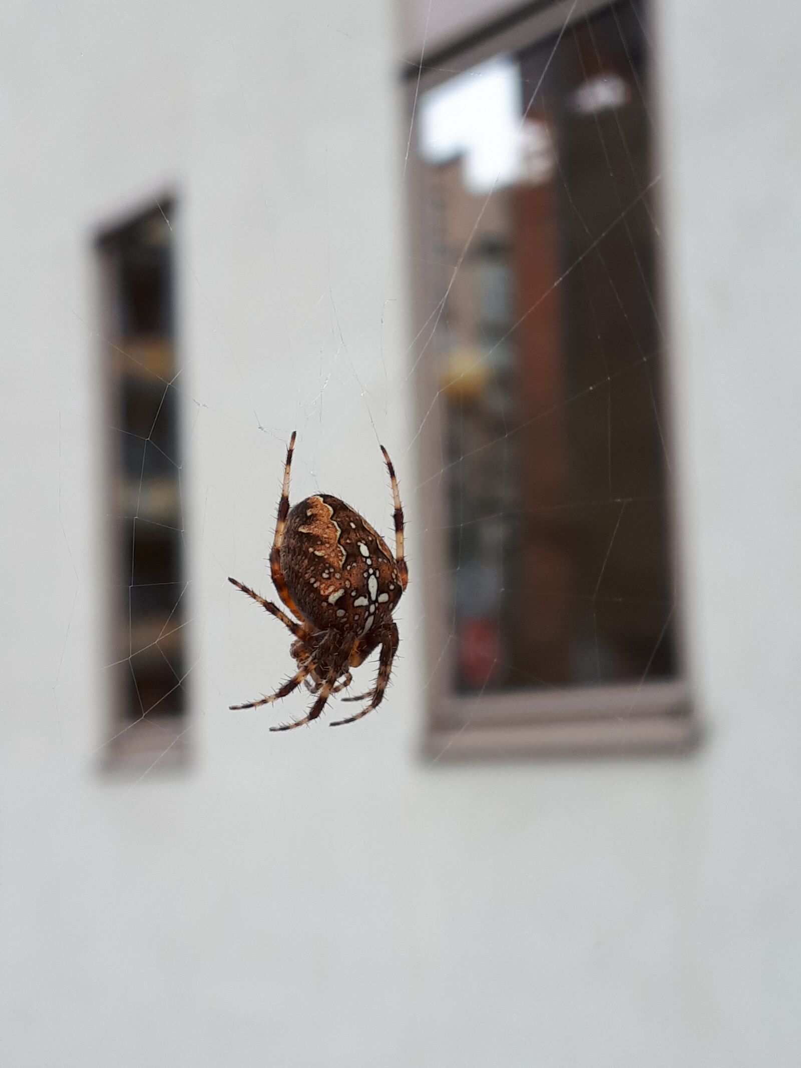 Samsung Galaxy A5(2017) sample photo. Spider, spider on net photography