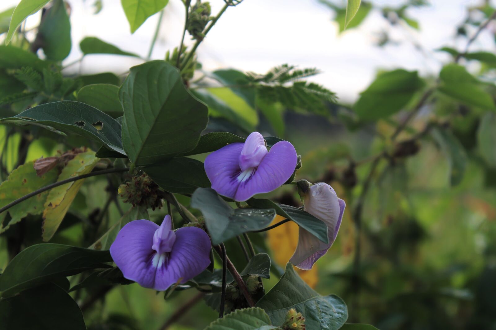 Canon EOS 1200D (EOS Rebel T5 / EOS Kiss X70 / EOS Hi) sample photo. Flower, fresh, grass photography
