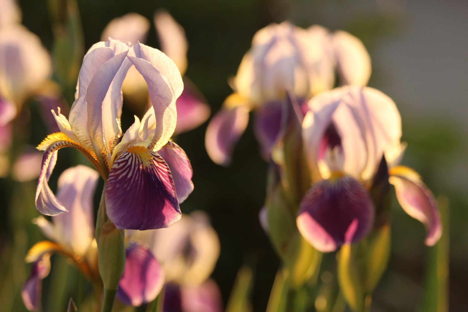 Canon EF-S 55-250mm F4-5.6 IS STM sample photo. Iris, purple, flower photography