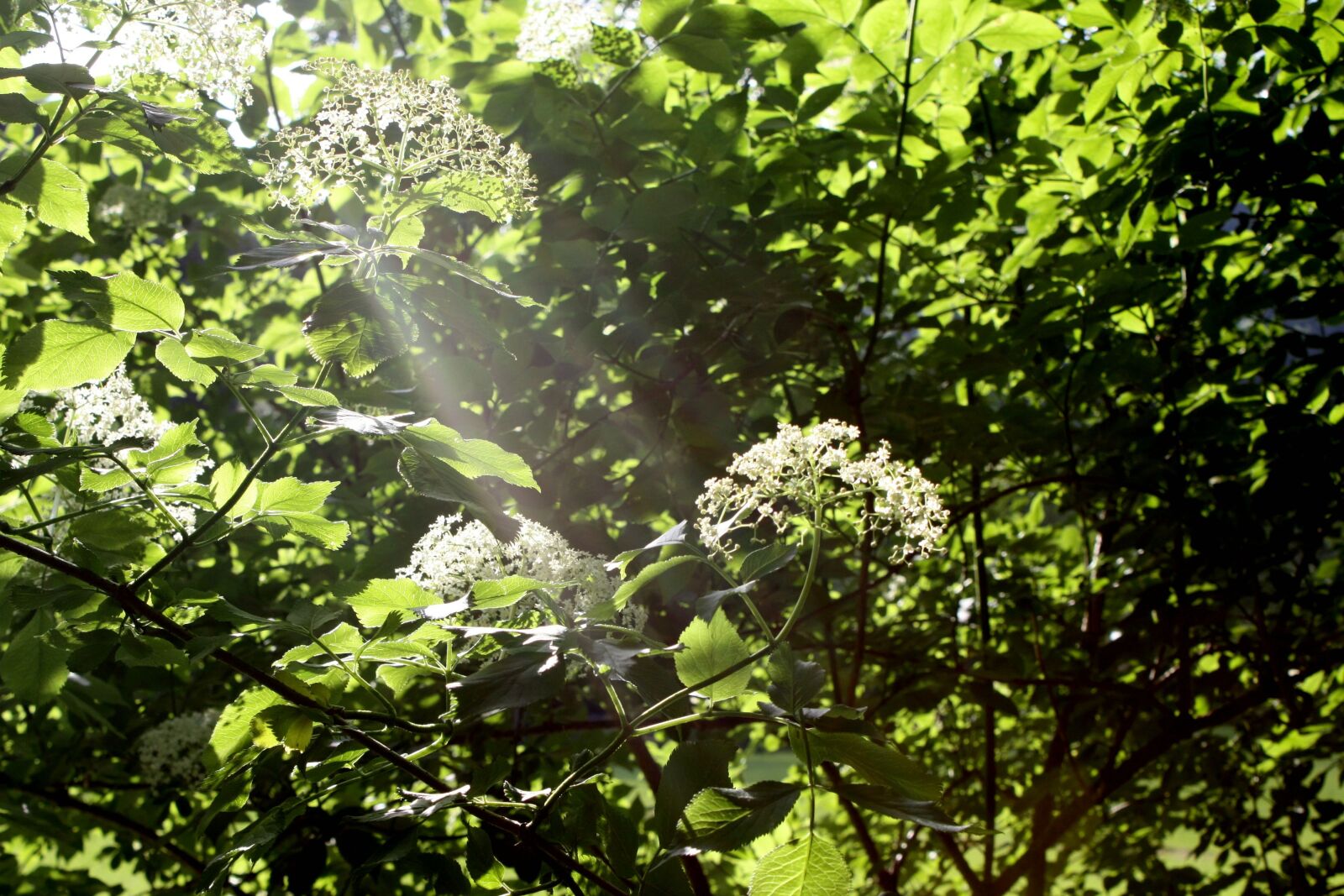 Canon EOS 450D (EOS Rebel XSi / EOS Kiss X2) sample photo. Leaves, tree, sunbeam photography