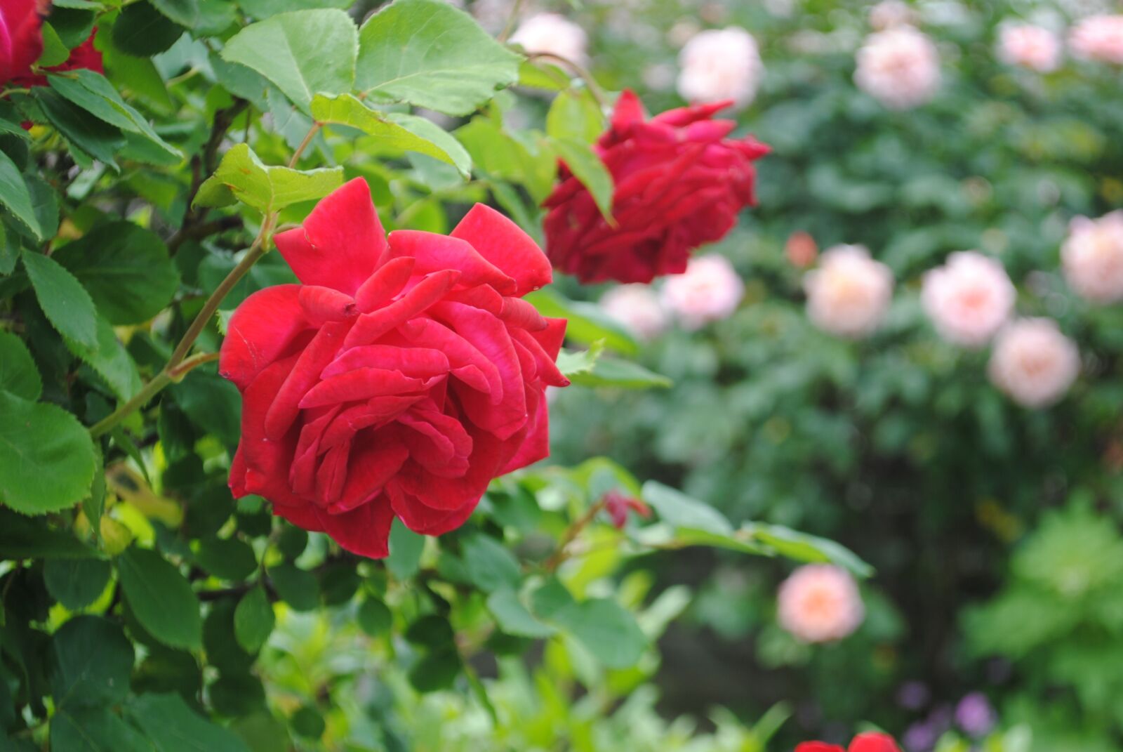 Nikon D3000 sample photo. Flower, rosa, red rose photography