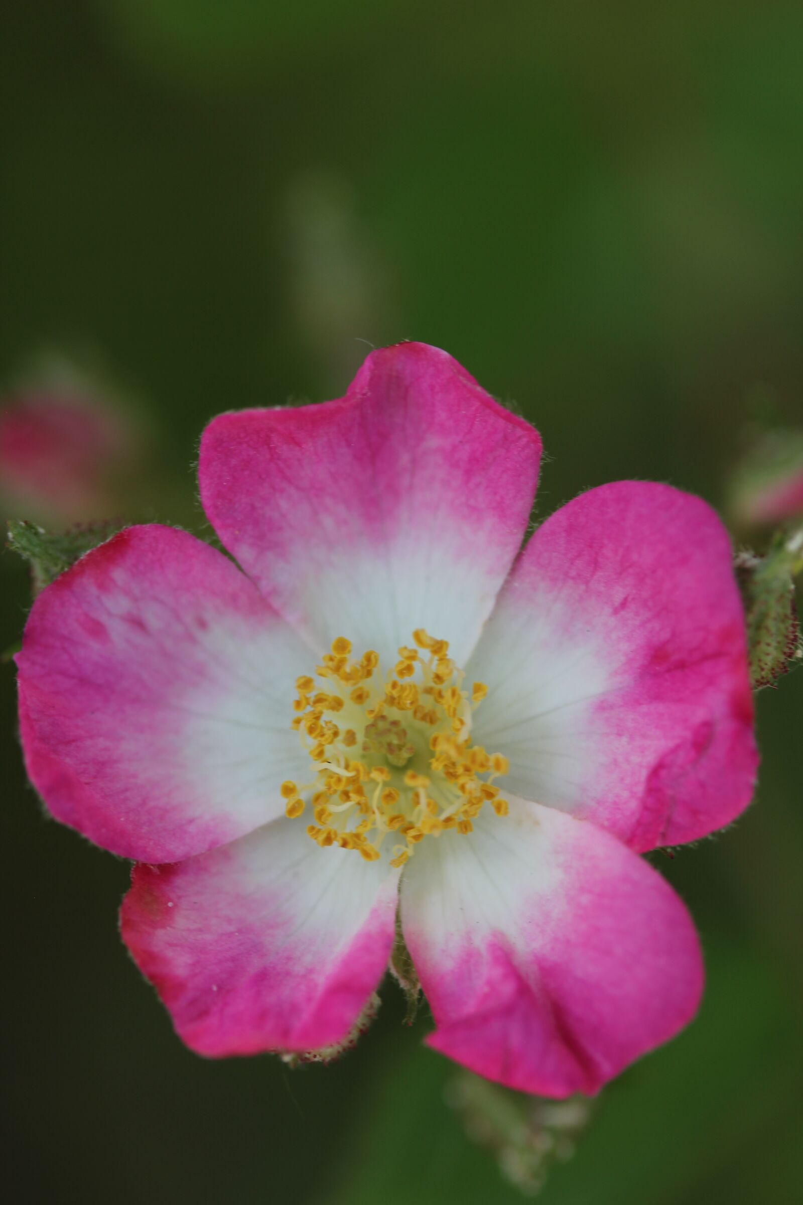 Canon EOS 550D (EOS Rebel T2i / EOS Kiss X4) sample photo. Wild rose, summer, blossom photography