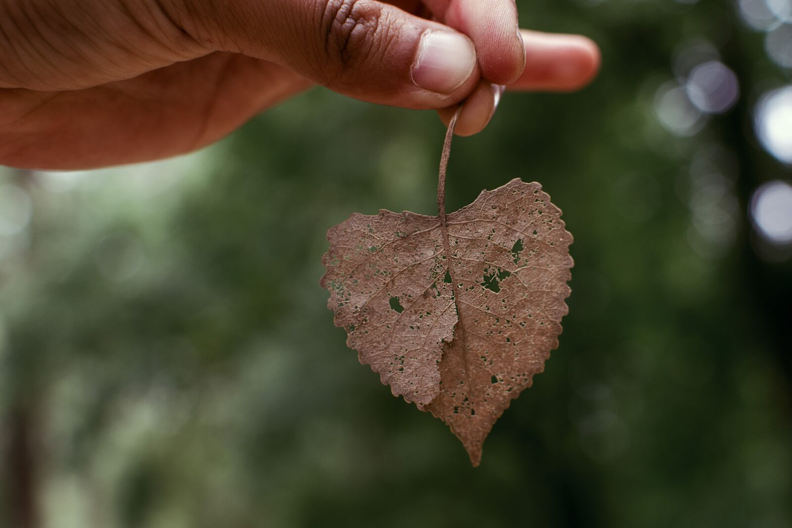 Nikon D7100 sample photo. Nature, outdoors, leaf photography