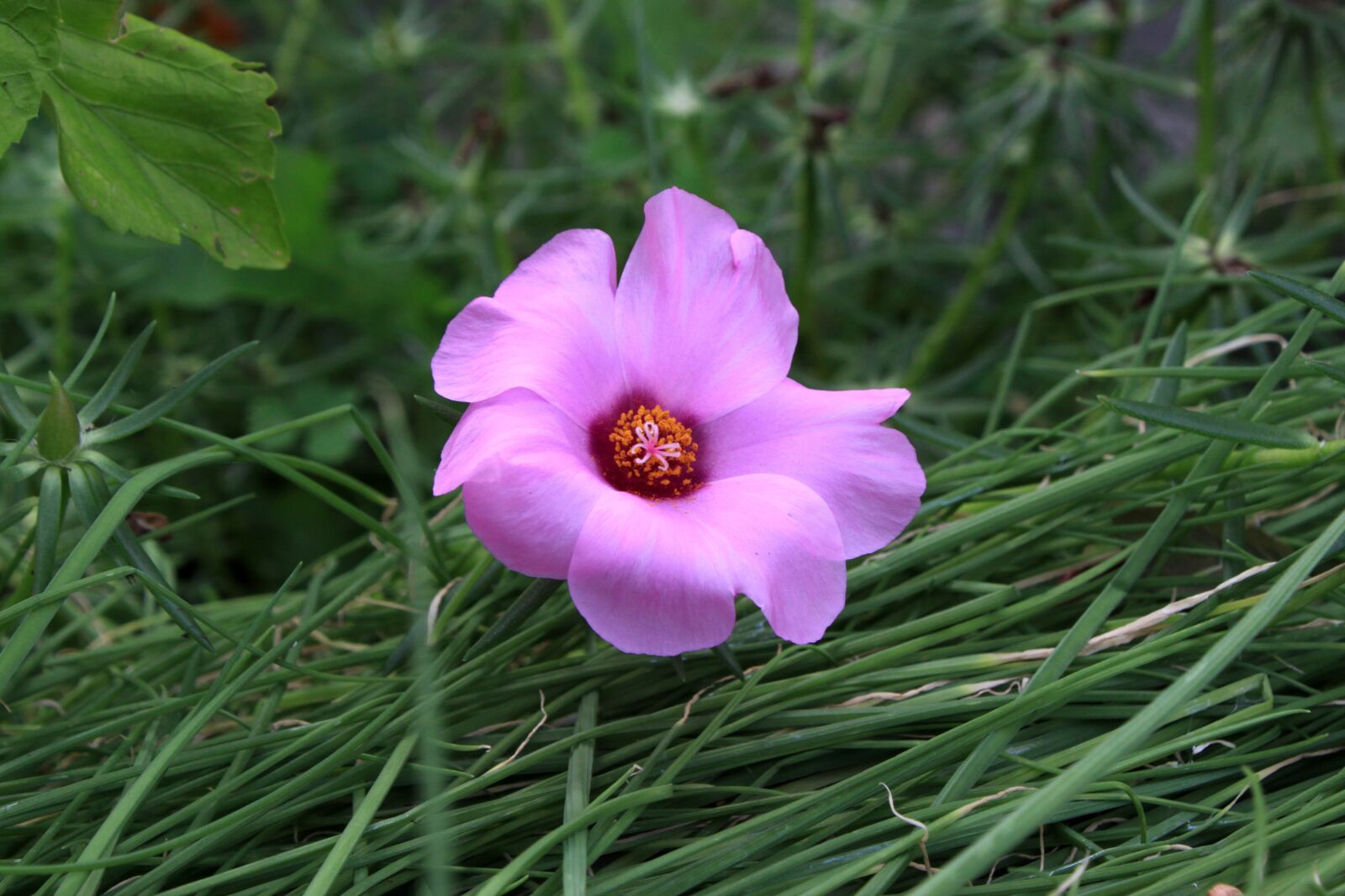 Canon EOS 50D sample photo. Pink flower, summer, flowers photography