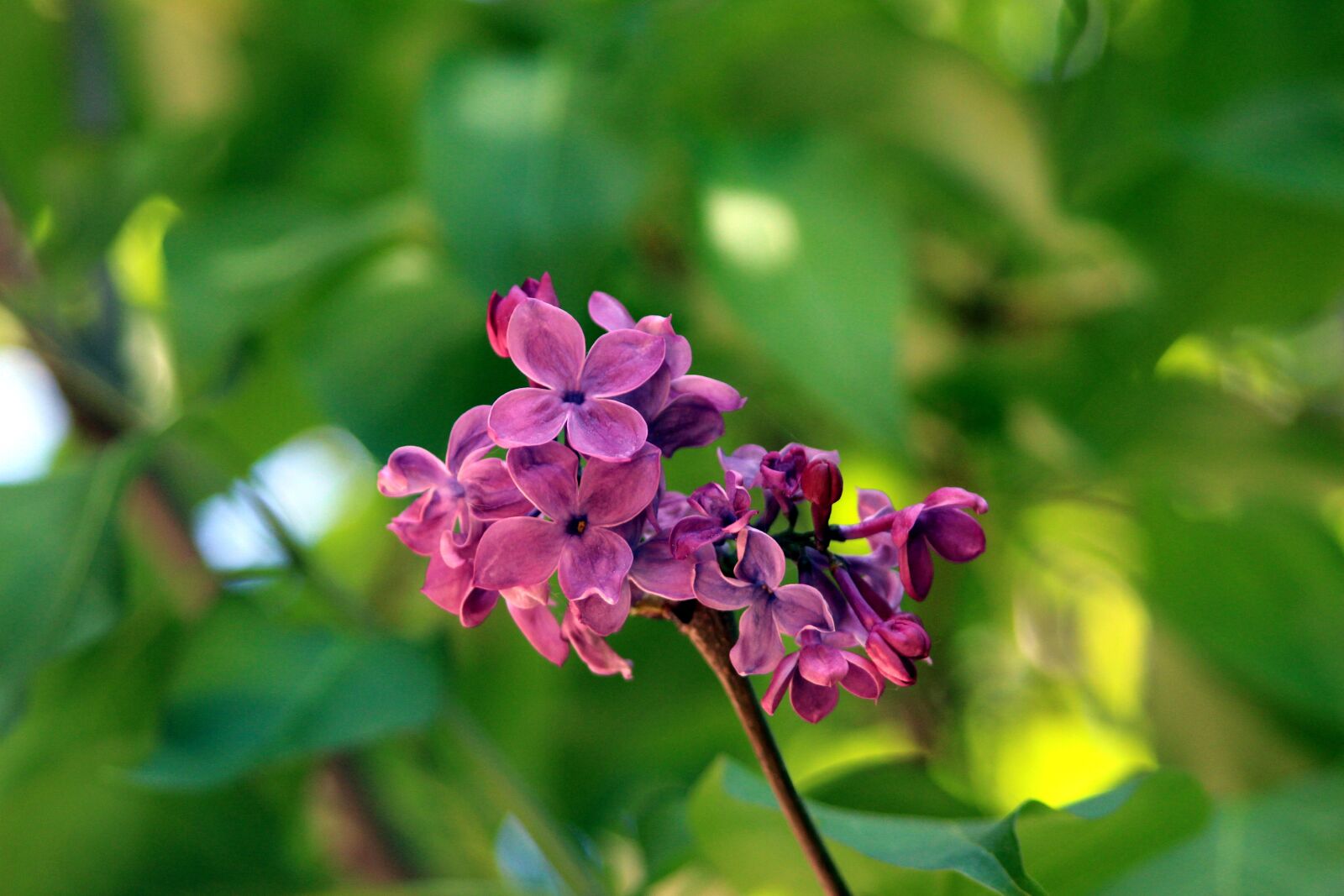 Canon EOS 650D (EOS Rebel T4i / EOS Kiss X6i) sample photo. Flower, nearby, macro photography
