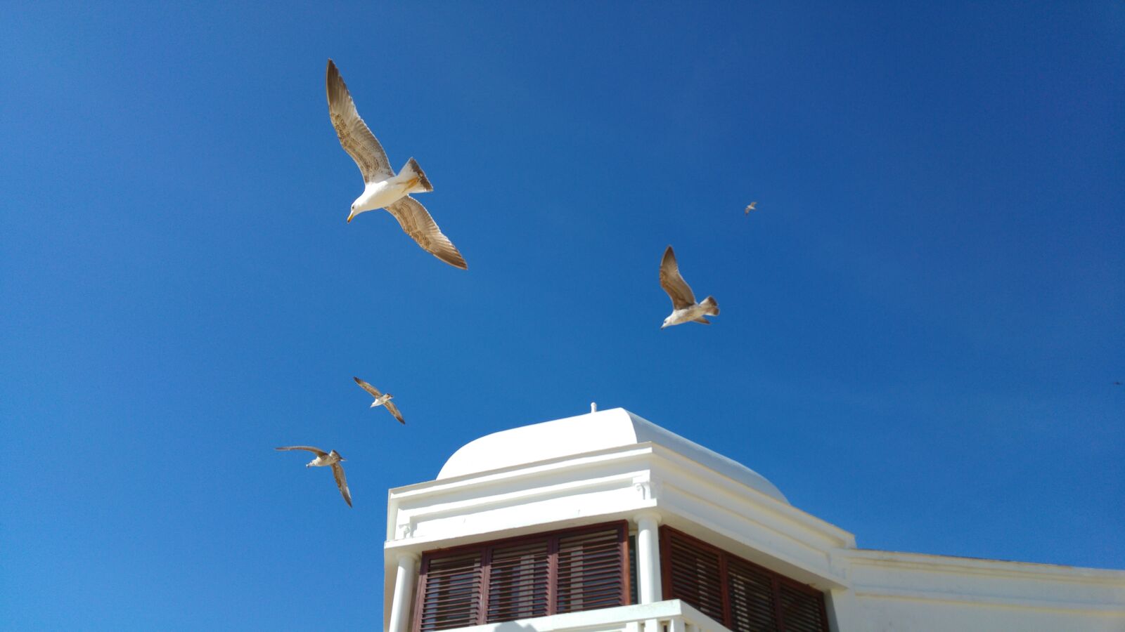 LG G4 sample photo. Cadiz, seagulls, blue sky photography