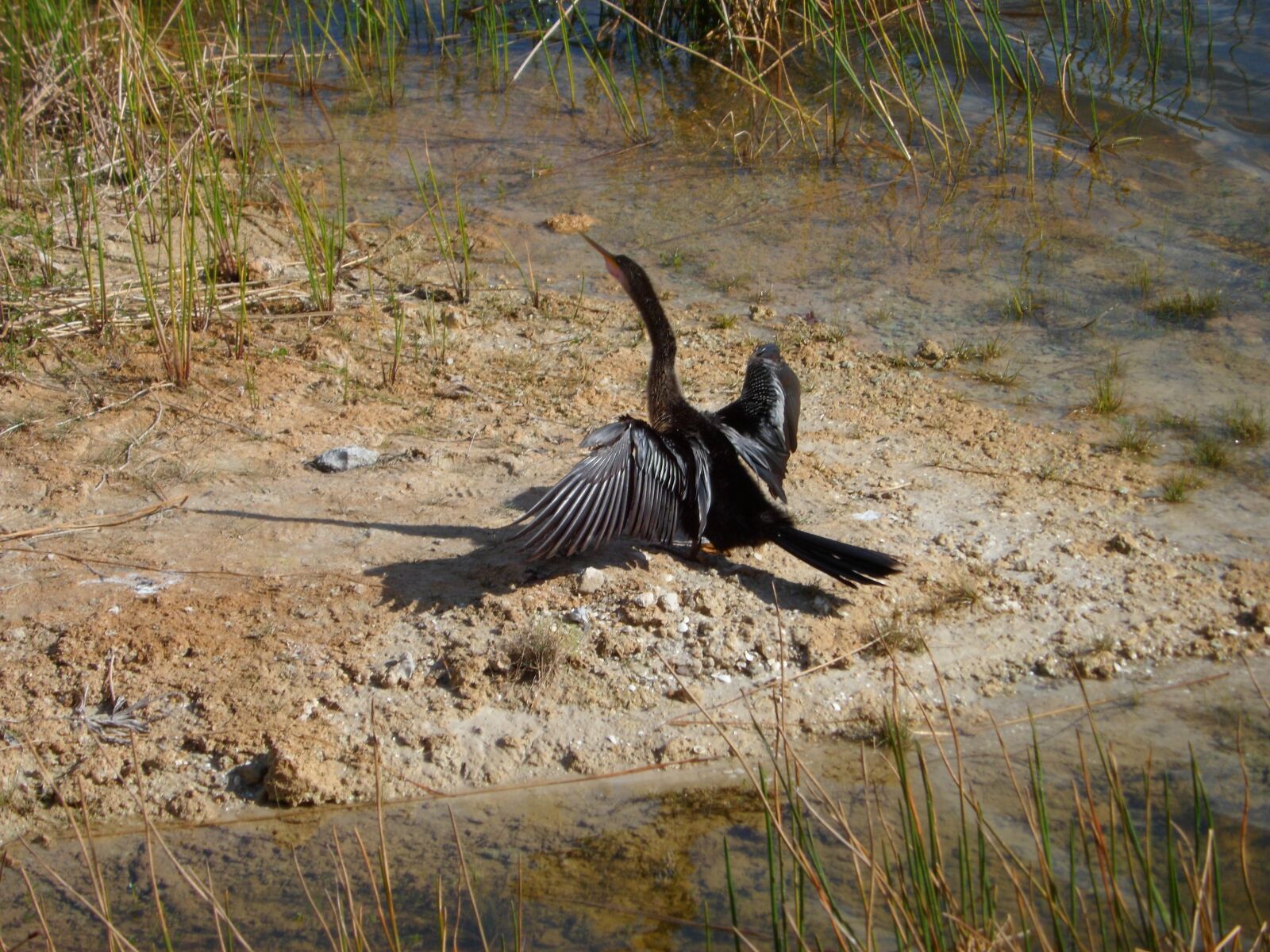 Samsung PL210, PL211 / VLUU PL210, PL211 sample photo. Anhinga, water bird, nature photography