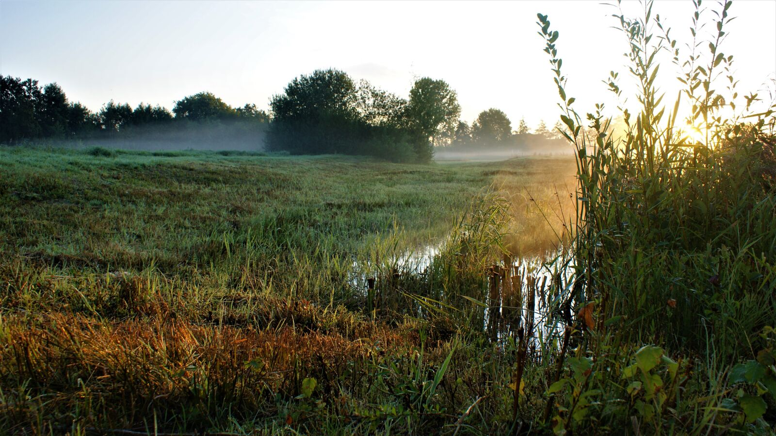 Sony Alpha DSLR-A350 sample photo. Foggy, morning, swamp photography
