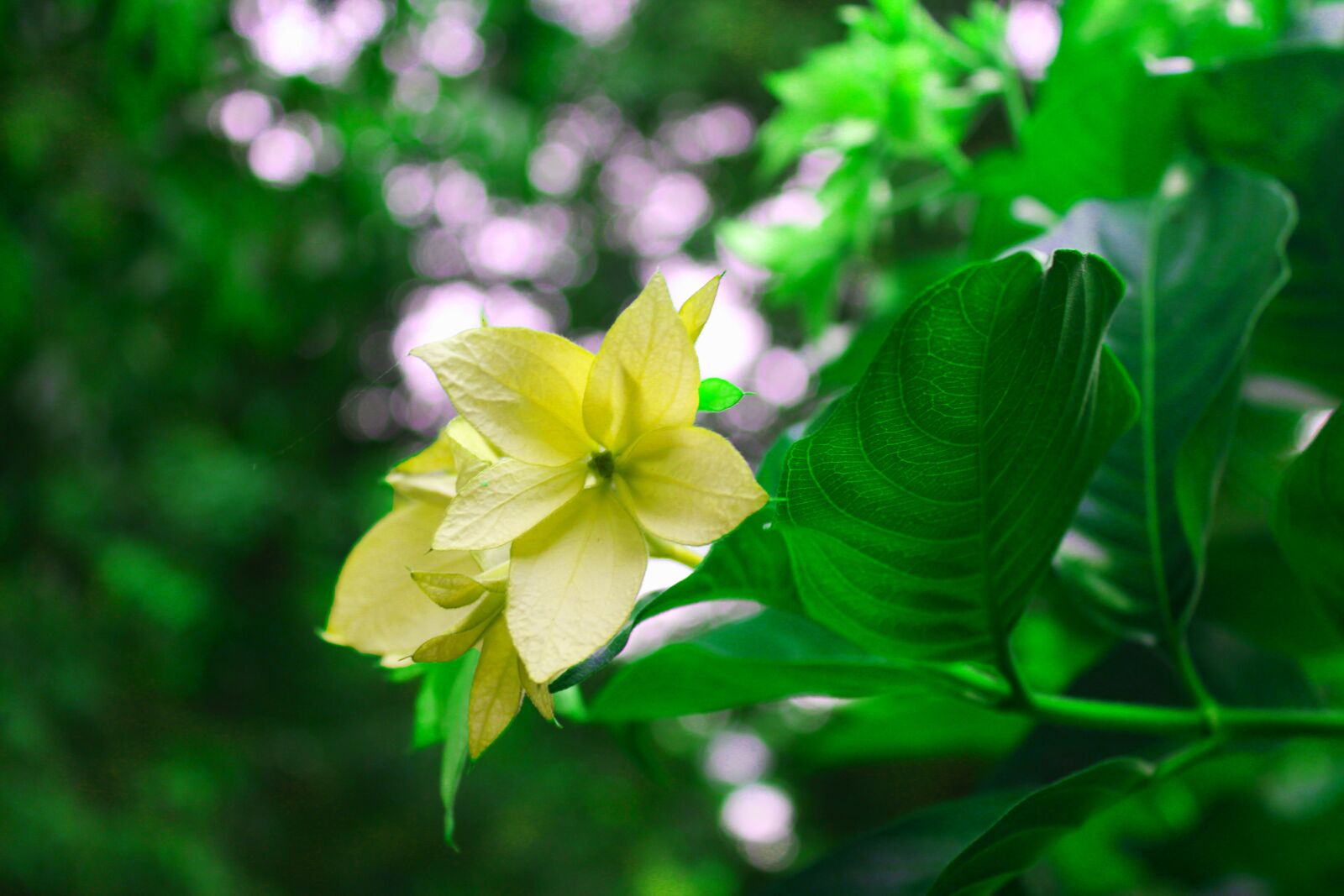 Canon EOS 1300D (EOS Rebel T6 / EOS Kiss X80) sample photo. Flower, green, white flower photography