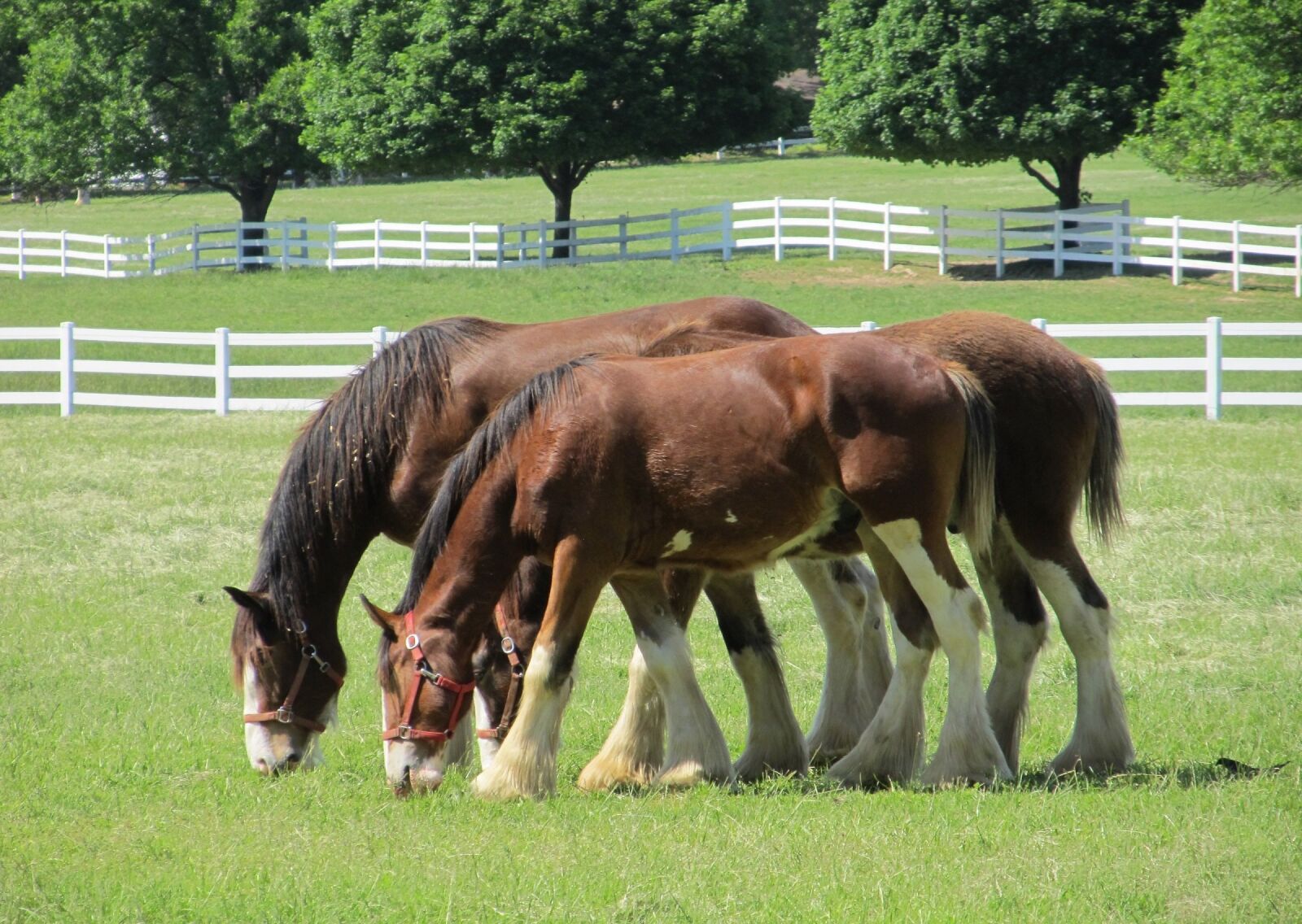 Canon PowerShot SX130 IS sample photo. Clydesdales, horses, yearlings photography