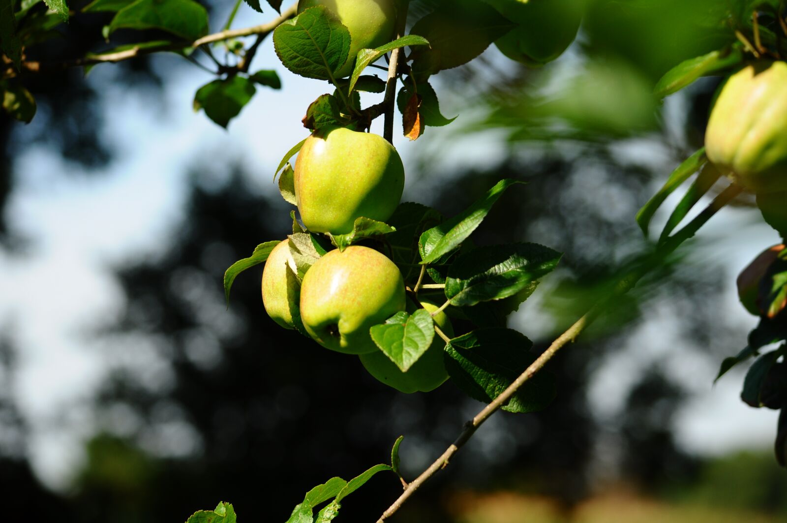 Nikon D90 sample photo. Apple, nature, green photography