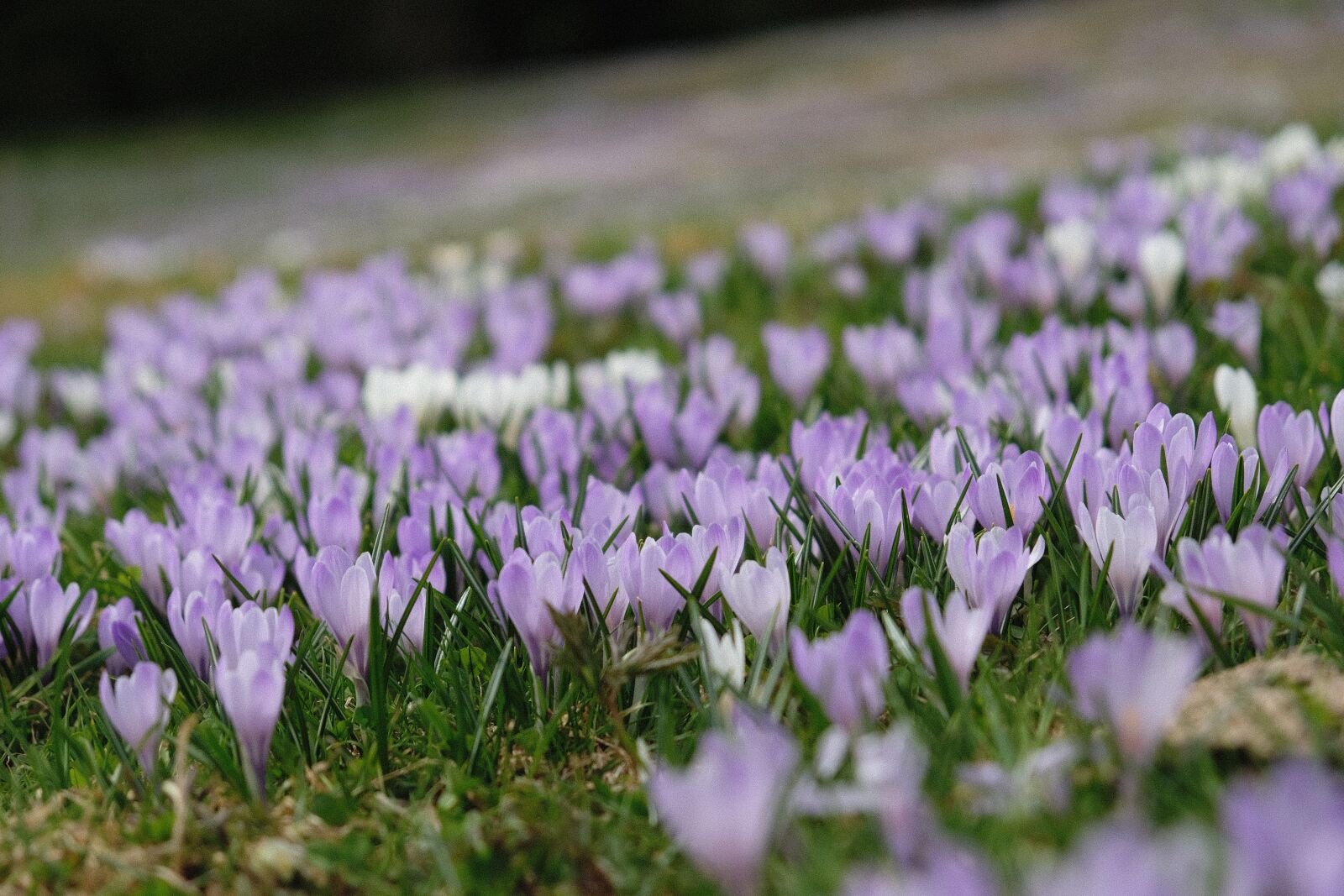 Fujifilm X-T20 sample photo. Flower, nature, plant photography