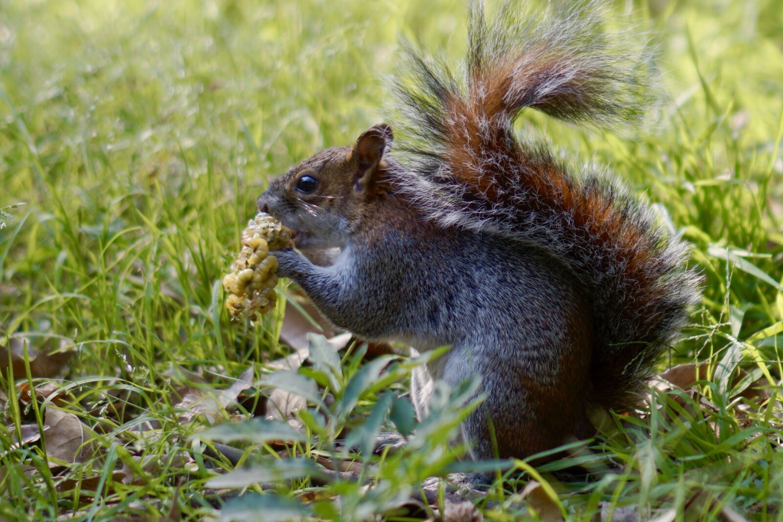 Sony a5100 sample photo. Squirrel, eat, rodent photography