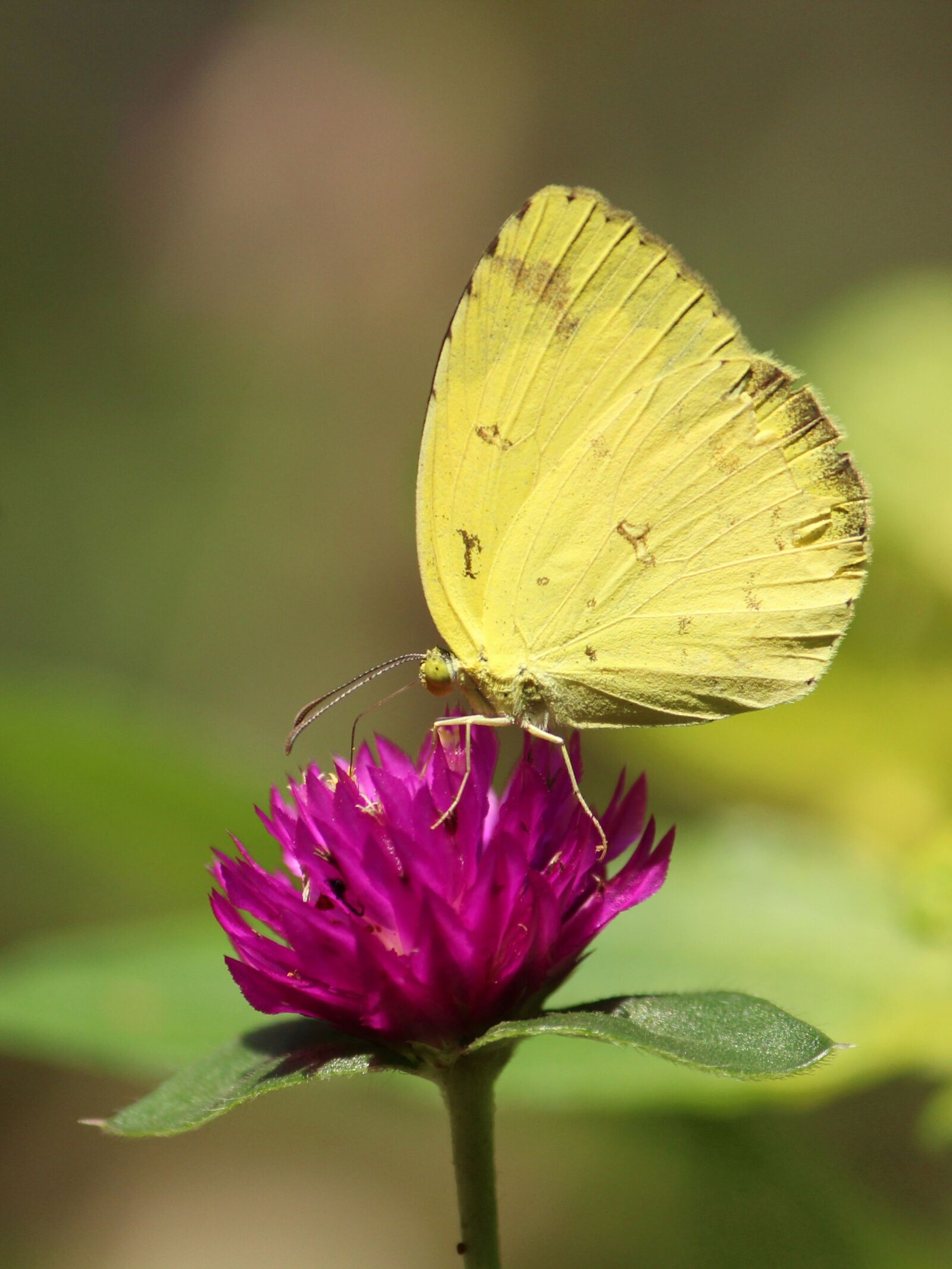 Canon EOS 1300D (EOS Rebel T6 / EOS Kiss X80) sample photo. Nature, insect, butterfly photography