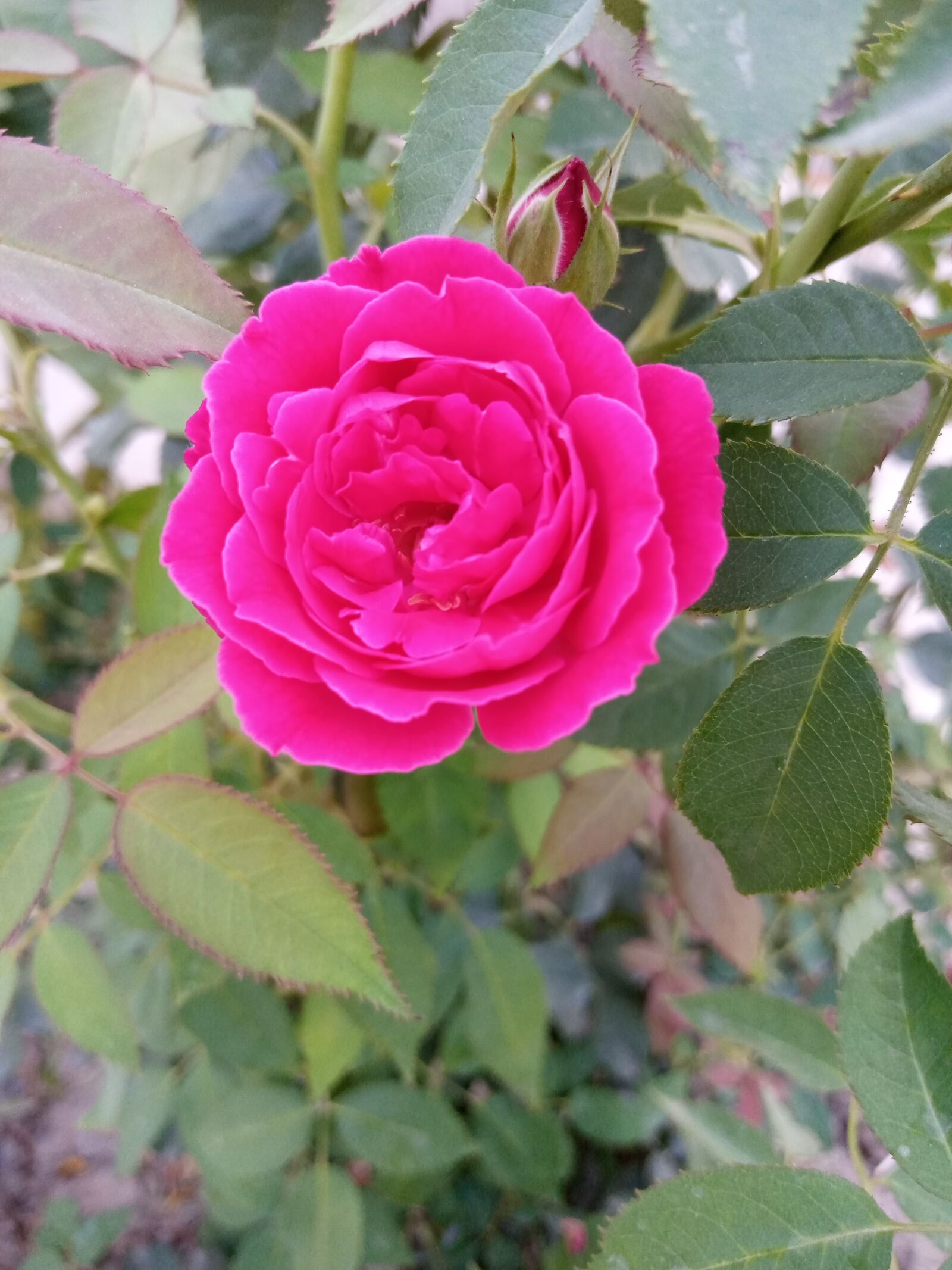 INFINIX MOBILITY LIMITED Infinix X650C sample photo. Red rose, natural, flower photography