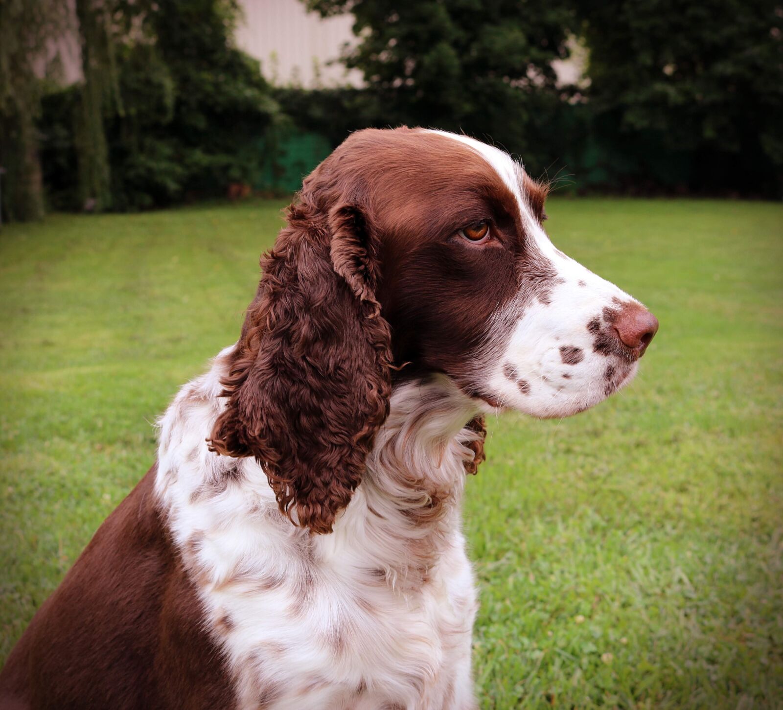 Canon EOS 750D (EOS Rebel T6i / EOS Kiss X8i) sample photo. Dog, spaniel, english photography