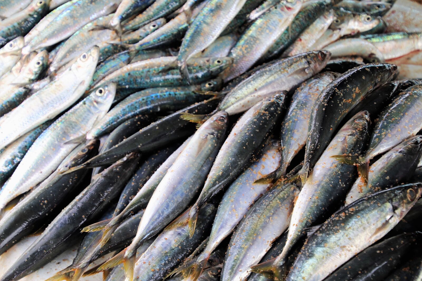 Canon EOS 80D sample photo. Seafood, fish, sardine photography