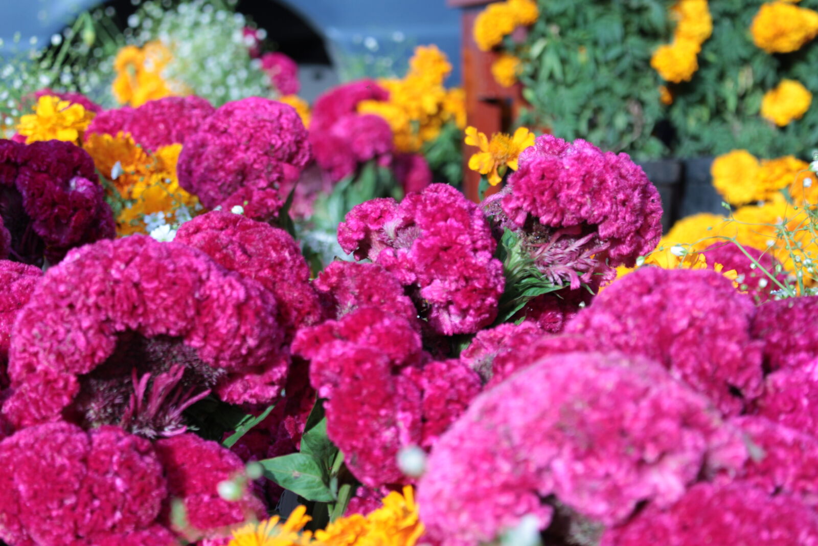 Canon EOS 700D (EOS Rebel T5i / EOS Kiss X7i) sample photo. Day, of, the, dead photography
