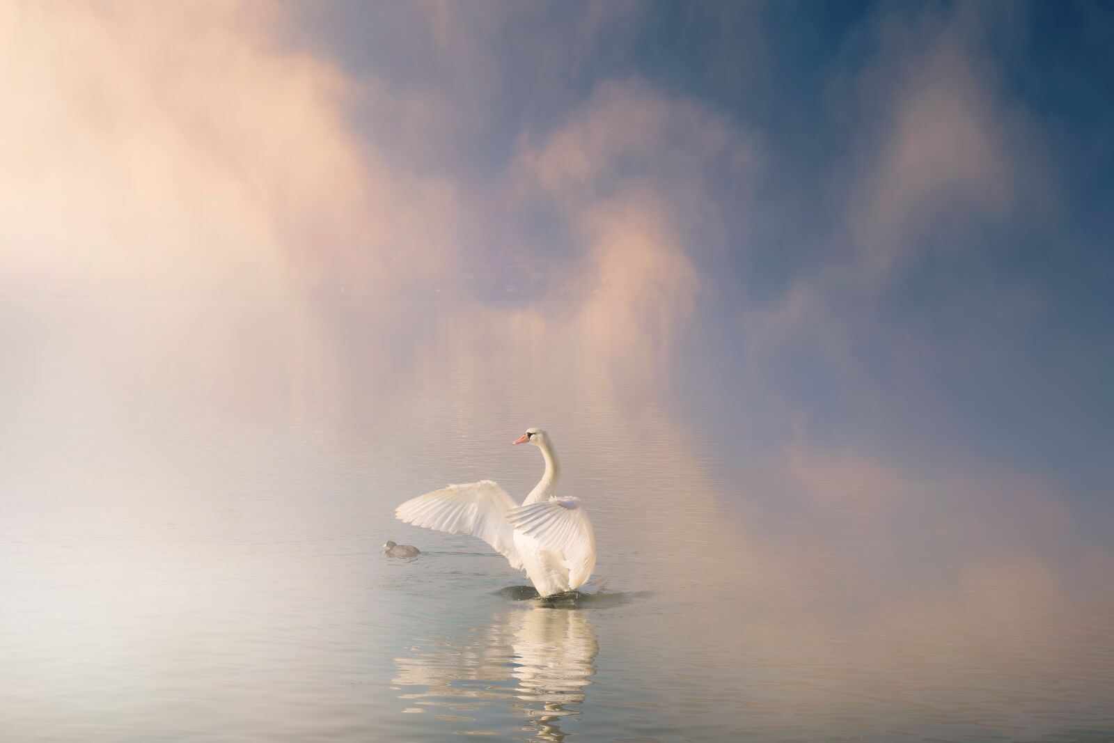Nikon D5300 sample photo. Swan, lake, connectcompetition photography