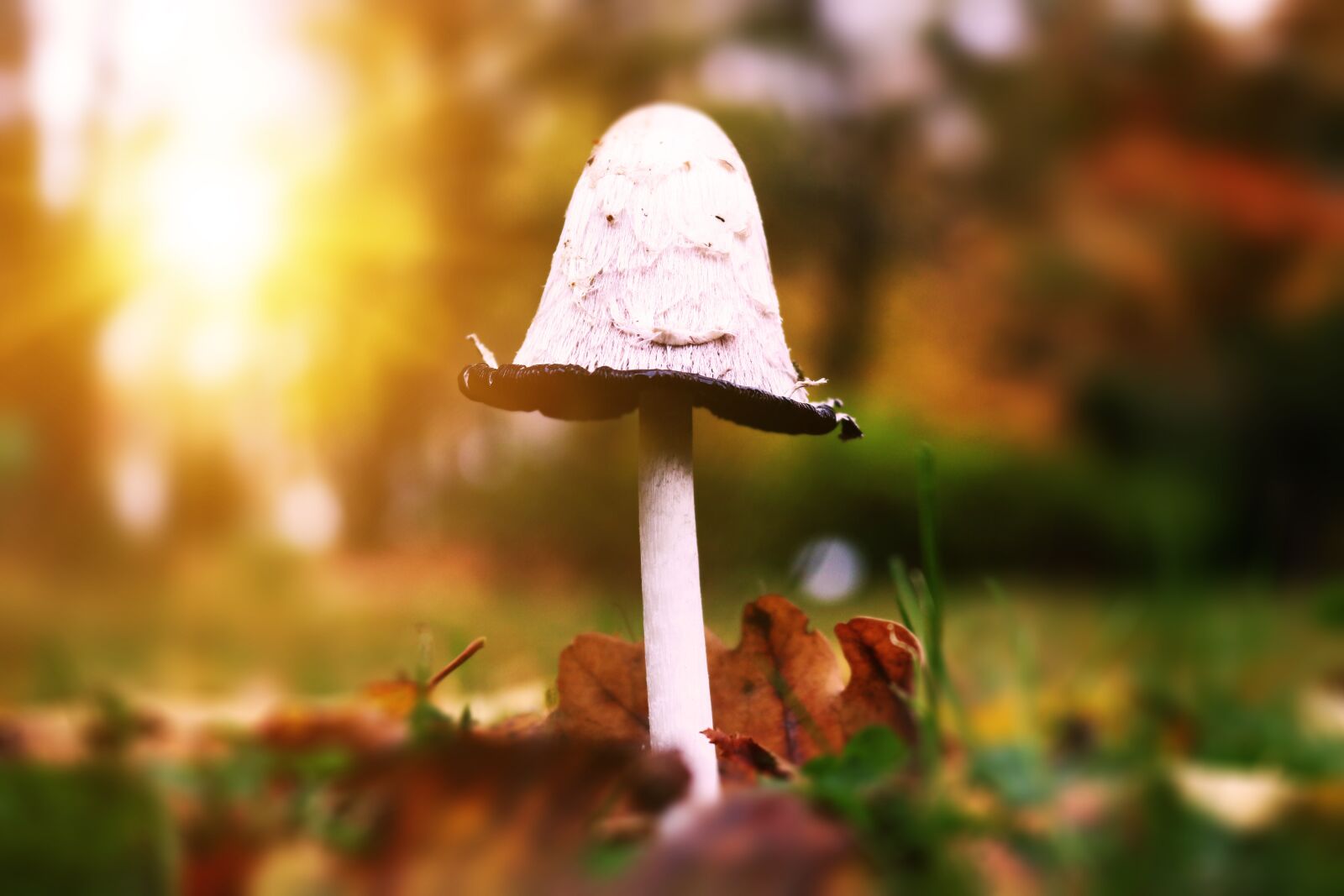 Canon EOS 750D (EOS Rebel T6i / EOS Kiss X8i) sample photo. Mushroom, coprinus comatus, schopf photography
