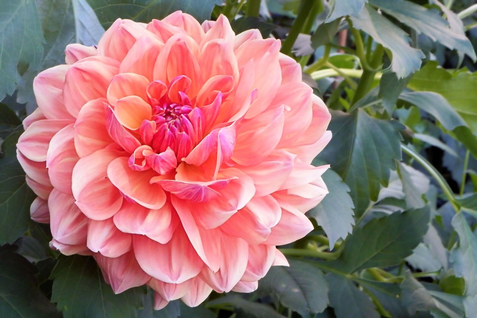Fujifilm FinePix SL1000 sample photo. Dahlia, blossom, bloom photography