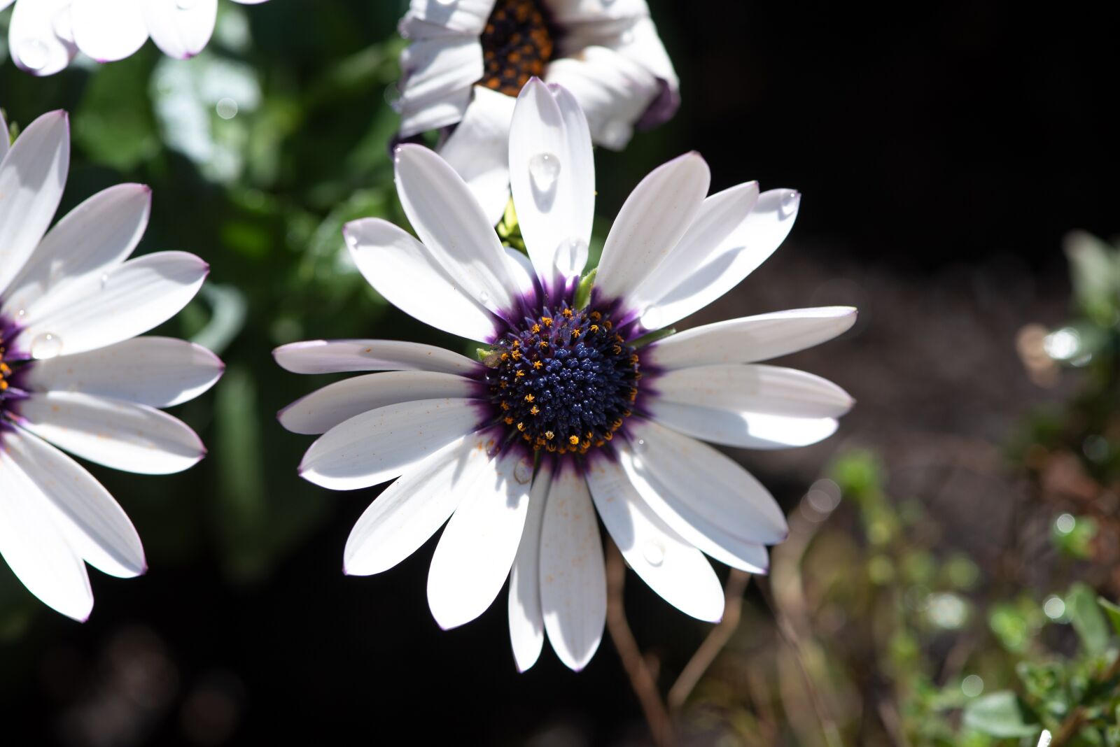 Nikon D750 sample photo. Flowers, white, garden photography